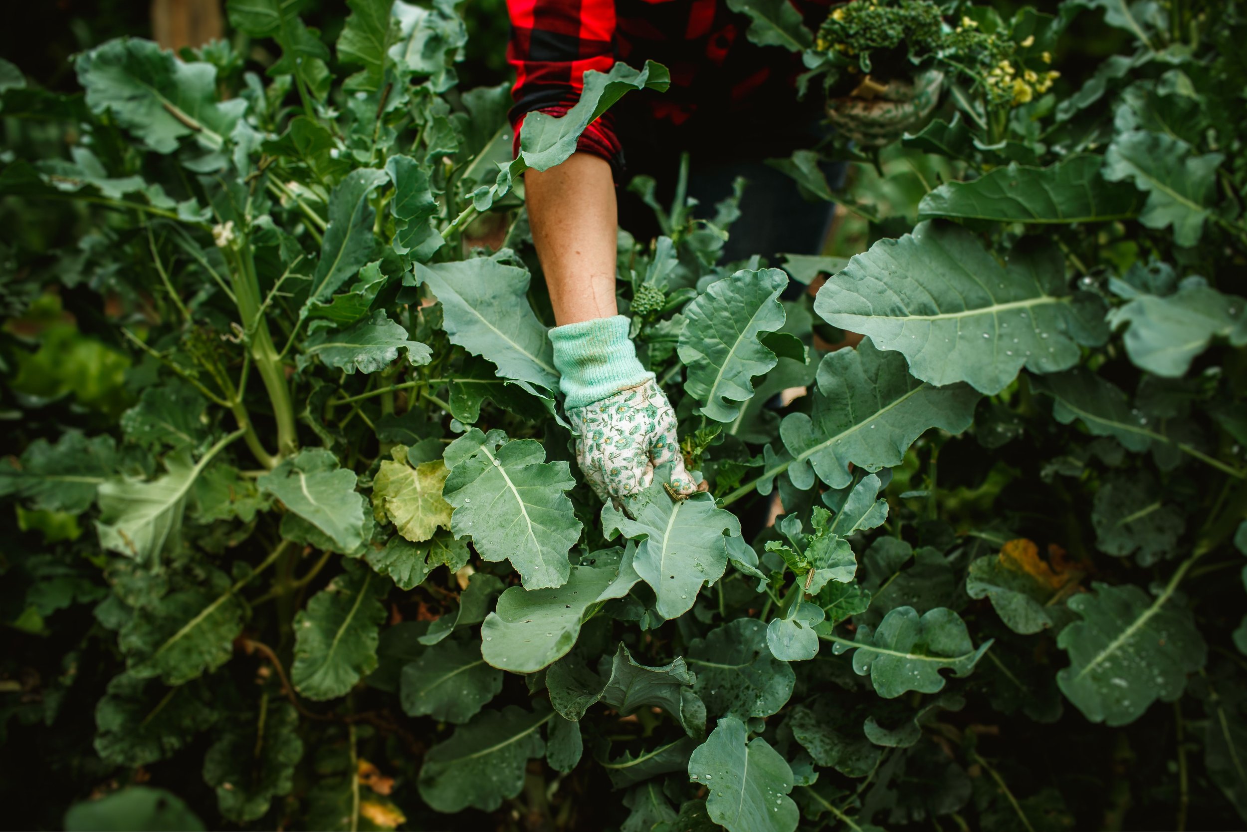 5 Questions to Ask Before You Hire a Garden Consultant in Atlanta