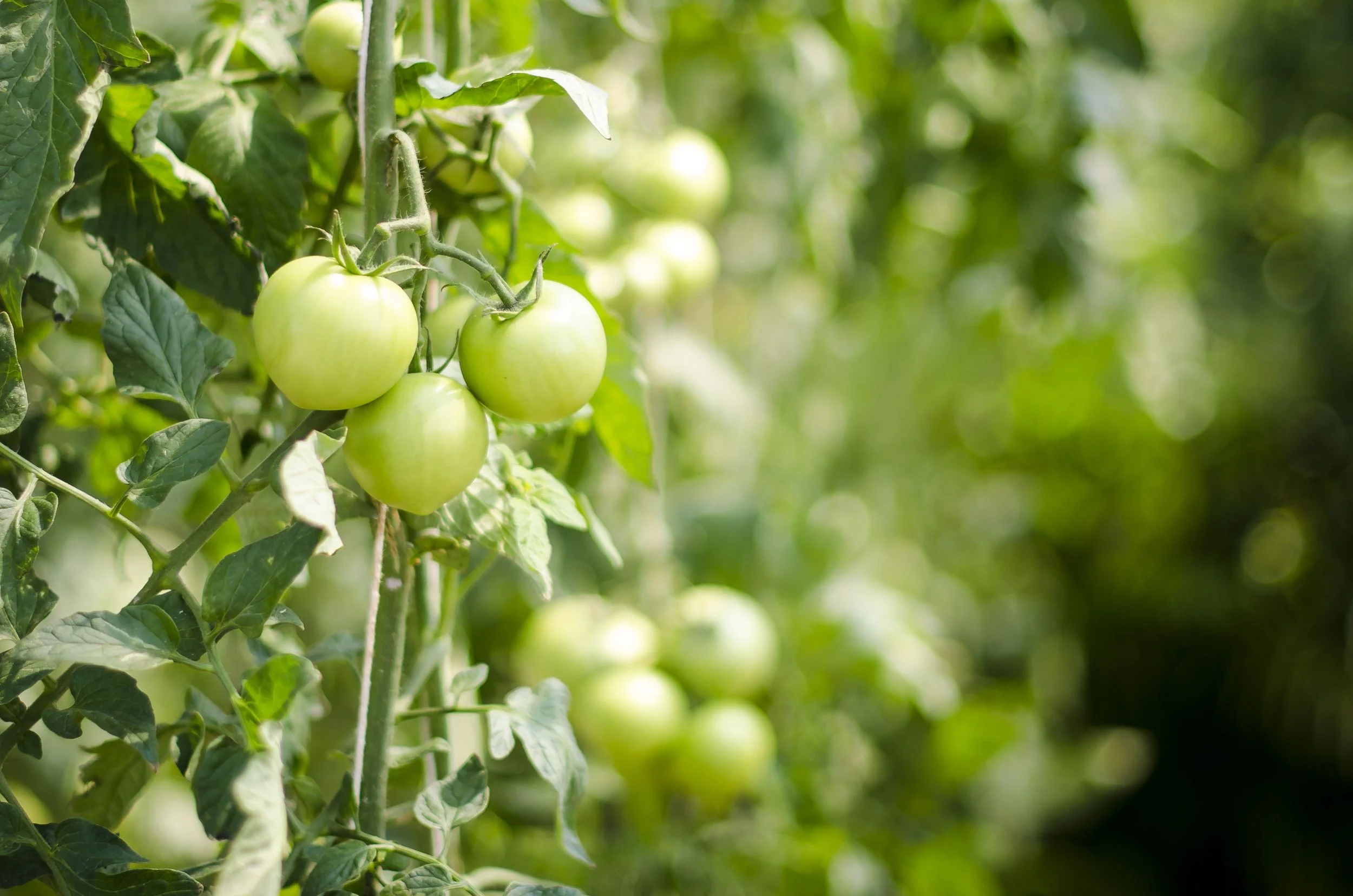 What Does a Garden Consultant Actually Do? An Atlanta Homeowner's Guide