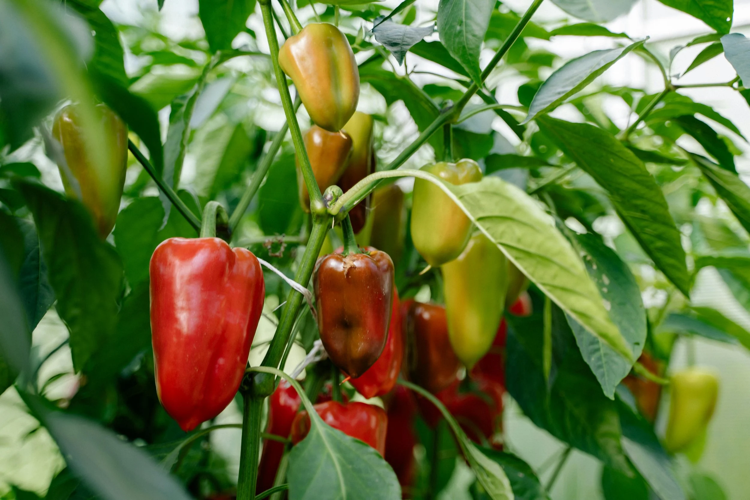 A closeup of a vegetable garden with red and green bell peppers.