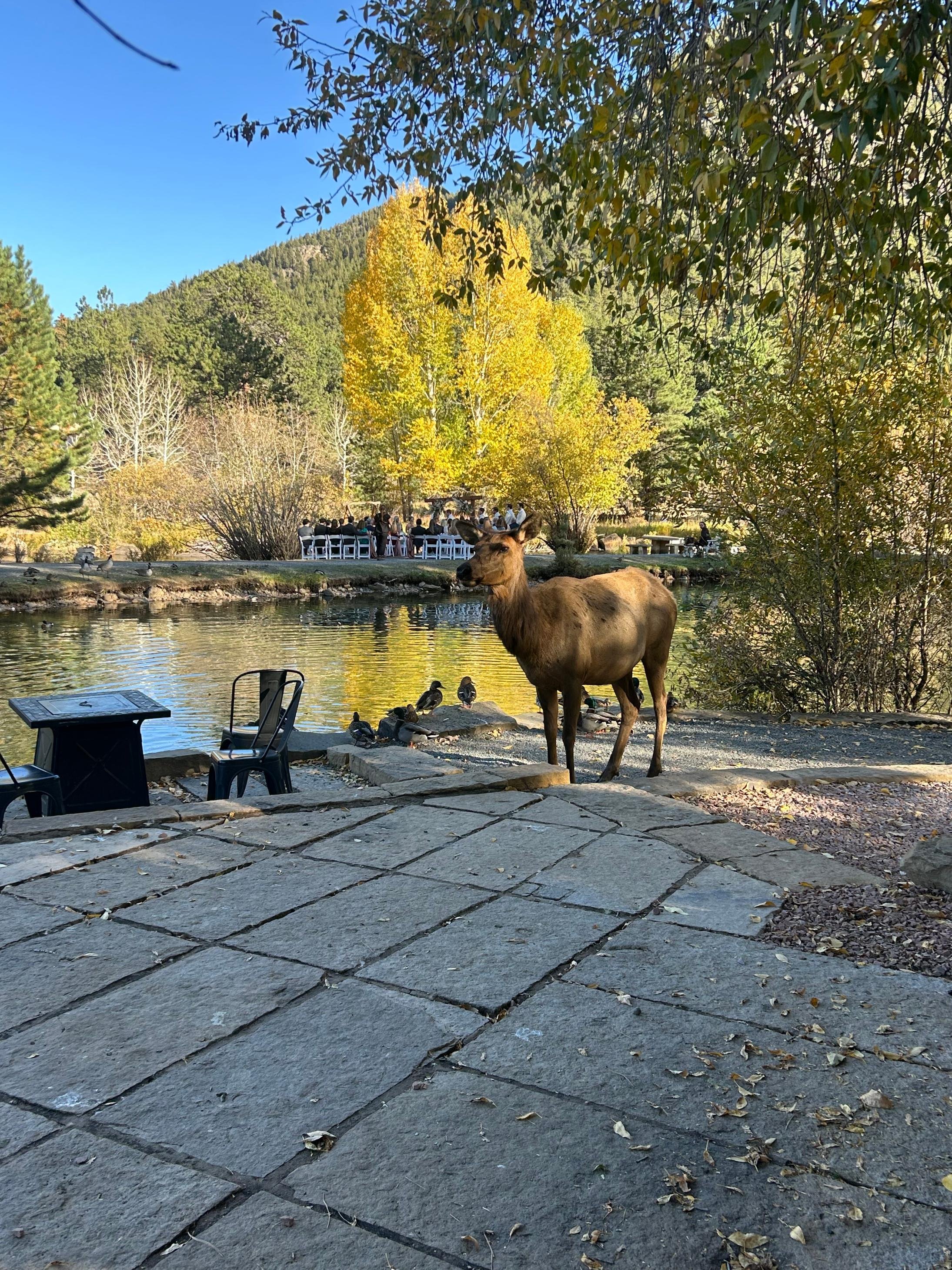 A brown elk standing near a pond with ducks in a park with fall foliage, a stone patio in the foreground, and a group of people in the background under a large yellow tree.