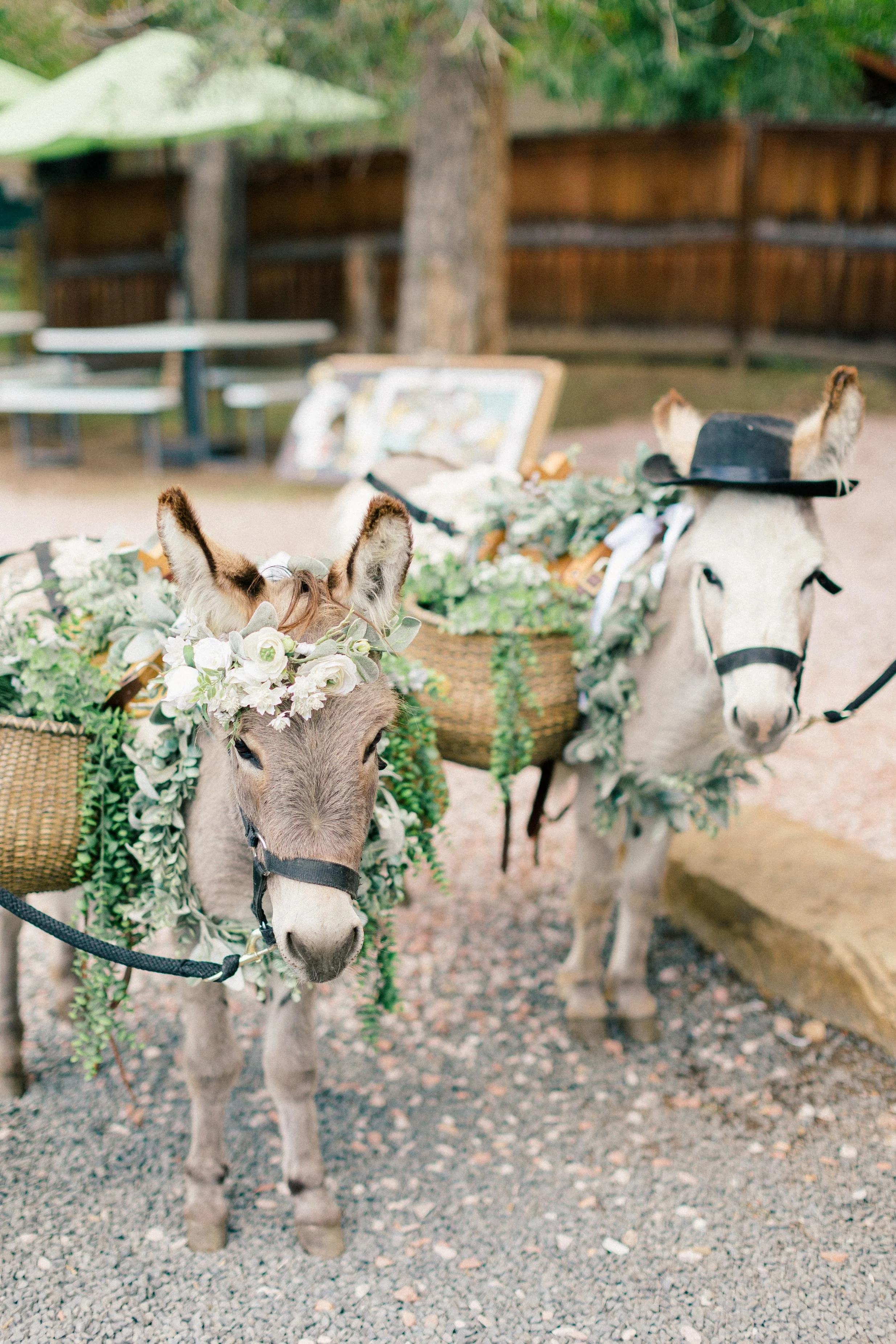 Two donkeys decorate with flower crowns and greenery, each carrying baskets with flowers and greenery, standing on a gravel path in an outdoor setting with fencing, trees, and outdoor furniture in the background.