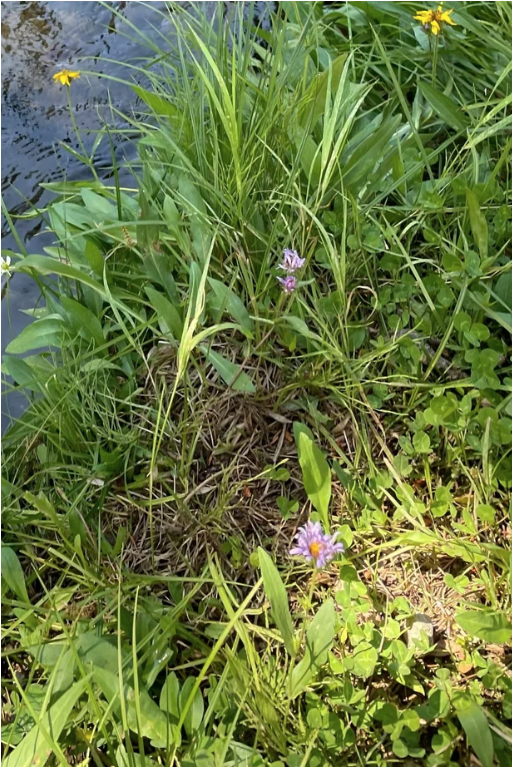 Here I Grow..........