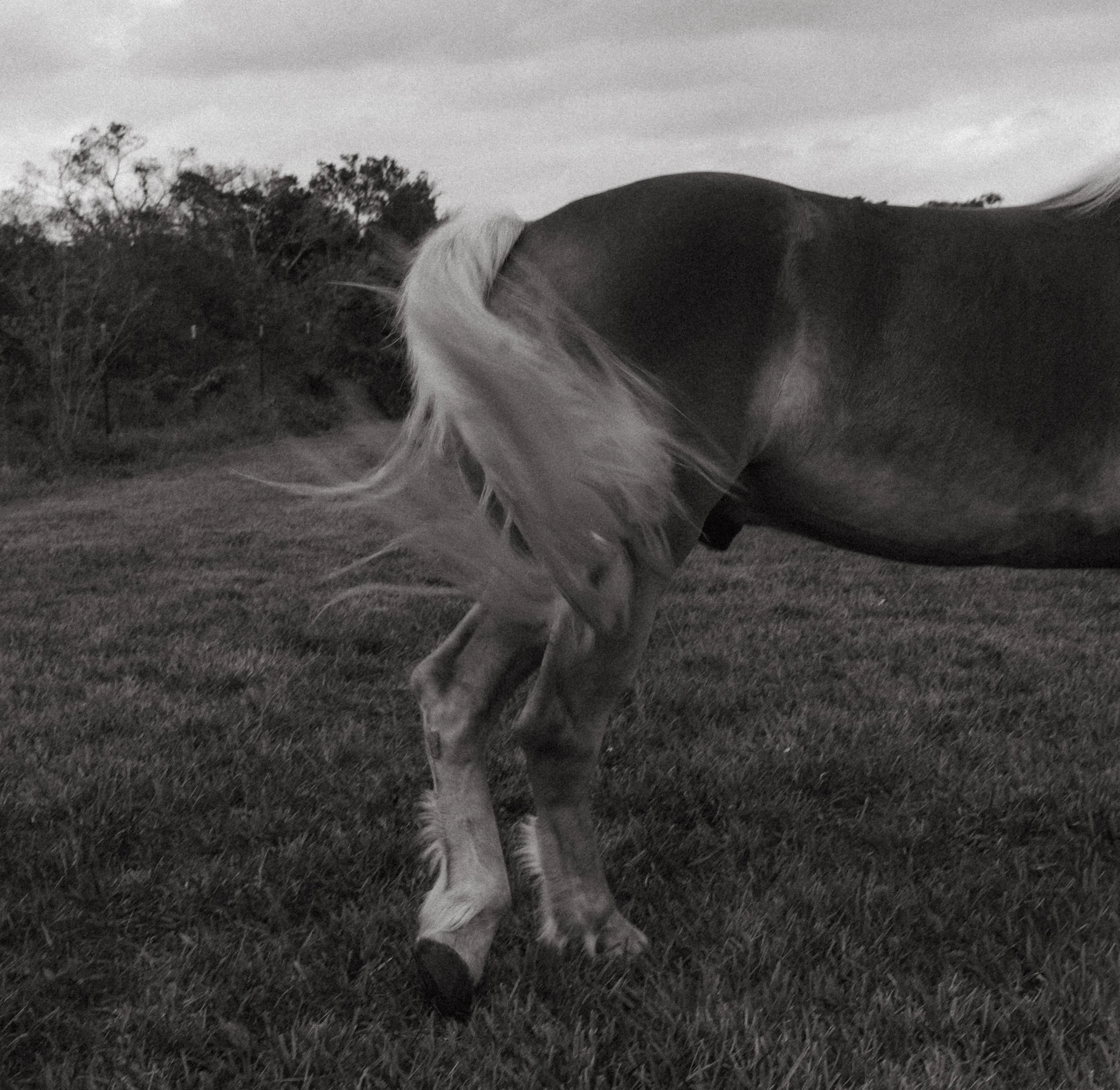 Western Maternity Session with Horse in Miami -29.jpg