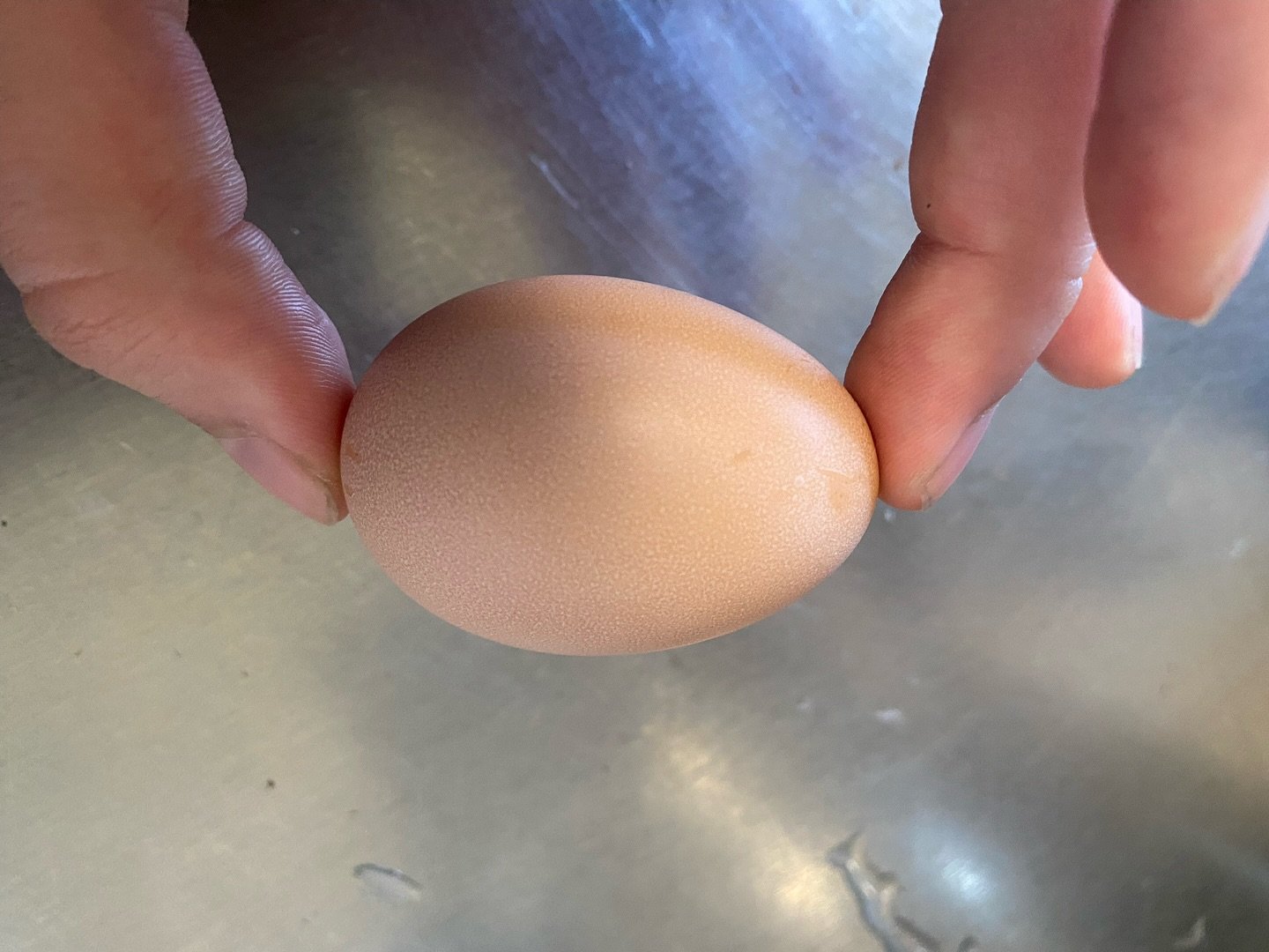 🪺We have our first egg!!!🥚 
Which chicken is the proud producer? Vote 🗳️ on who you think it is in the comments. First correct answer wins a free drink AND a dozen eggs! We will reveal the winner on Labor Day (get it? 😜)

Here&rsquo;s some info o