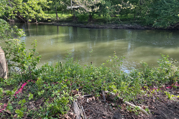 A calm river surrounded by green trees and plants, with sunlight reflecting on the water.