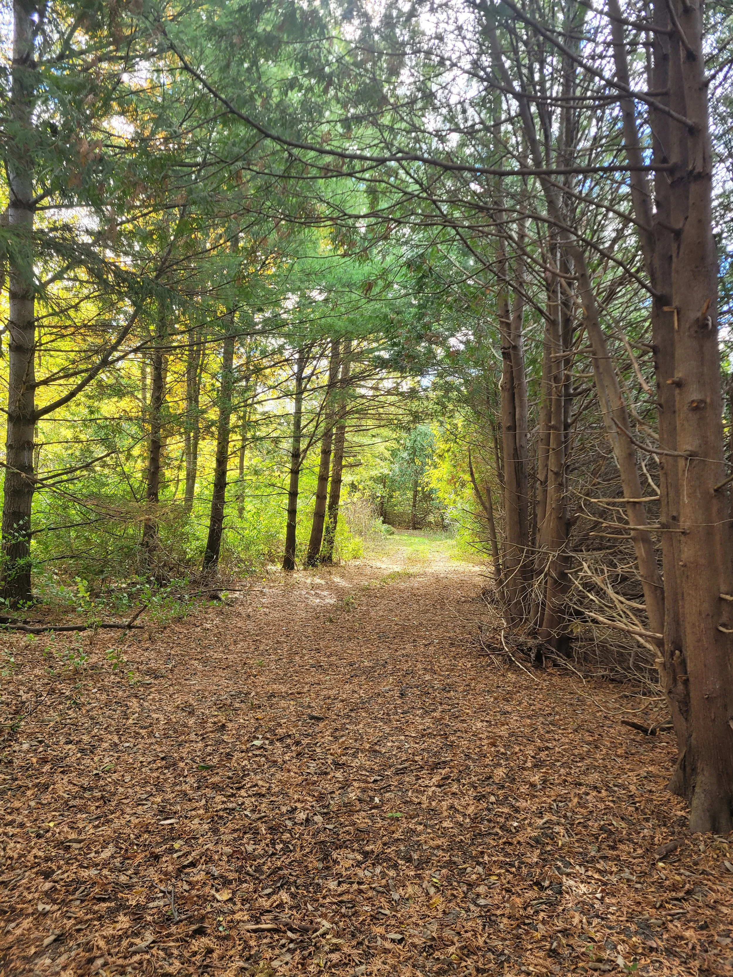 A wooded trail with trees on both sides and fallen leaves covering the ground.