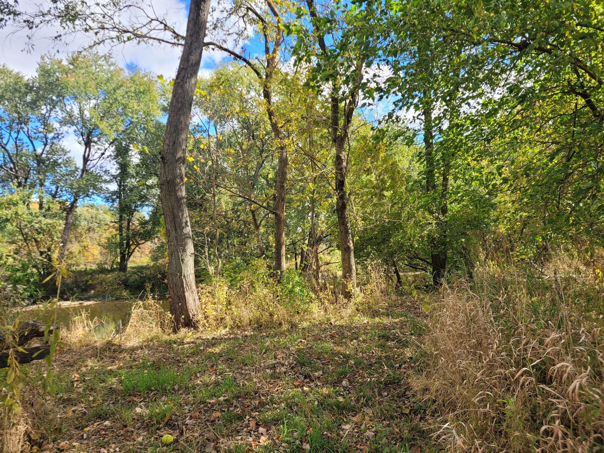 A wooded area with tall trees, green leaves, dry grass, a small creek to the left, and a partly cloudy sky overhead.