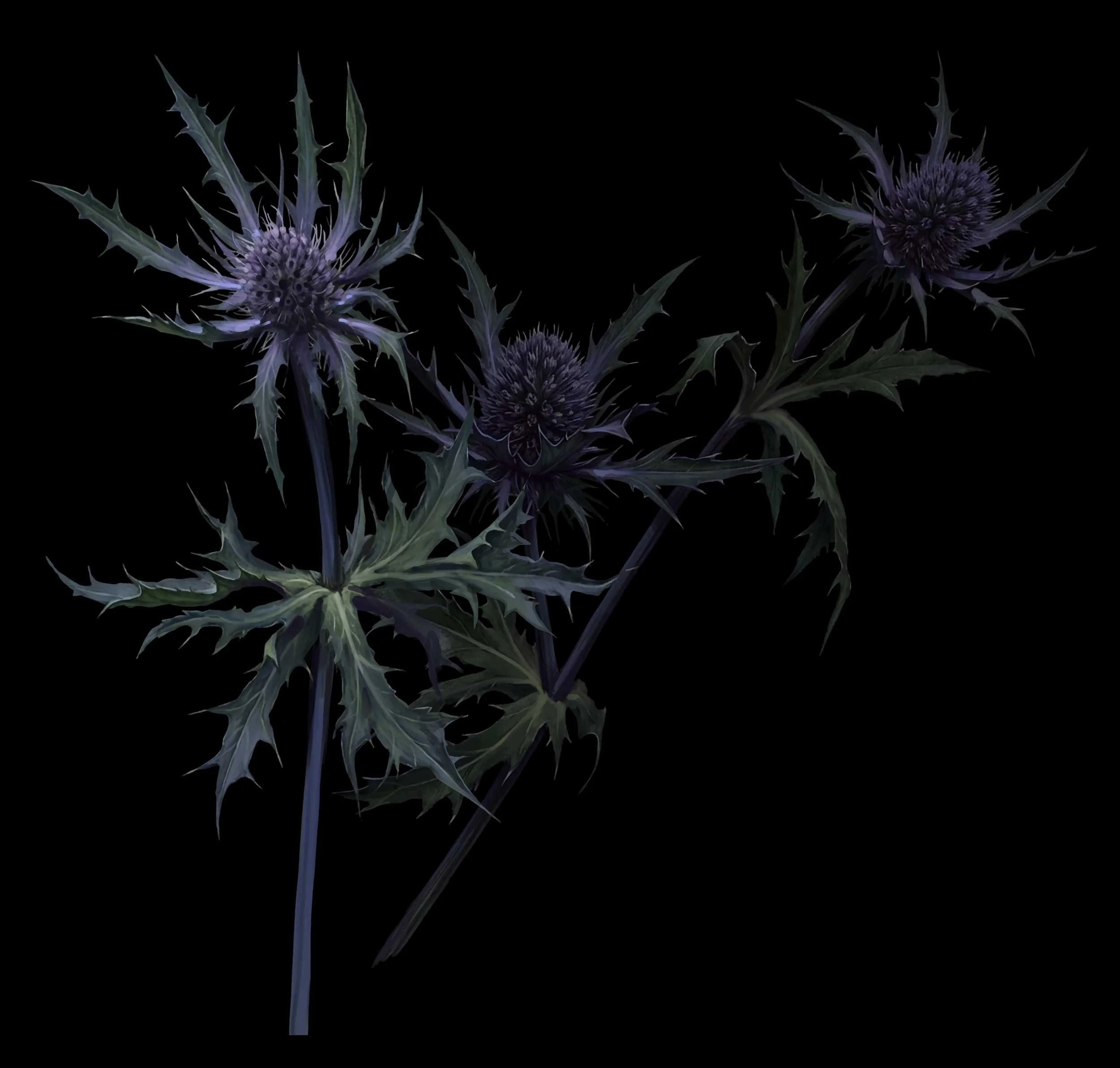 Dark-colored thistle flowers with spiky leaves against a black background.