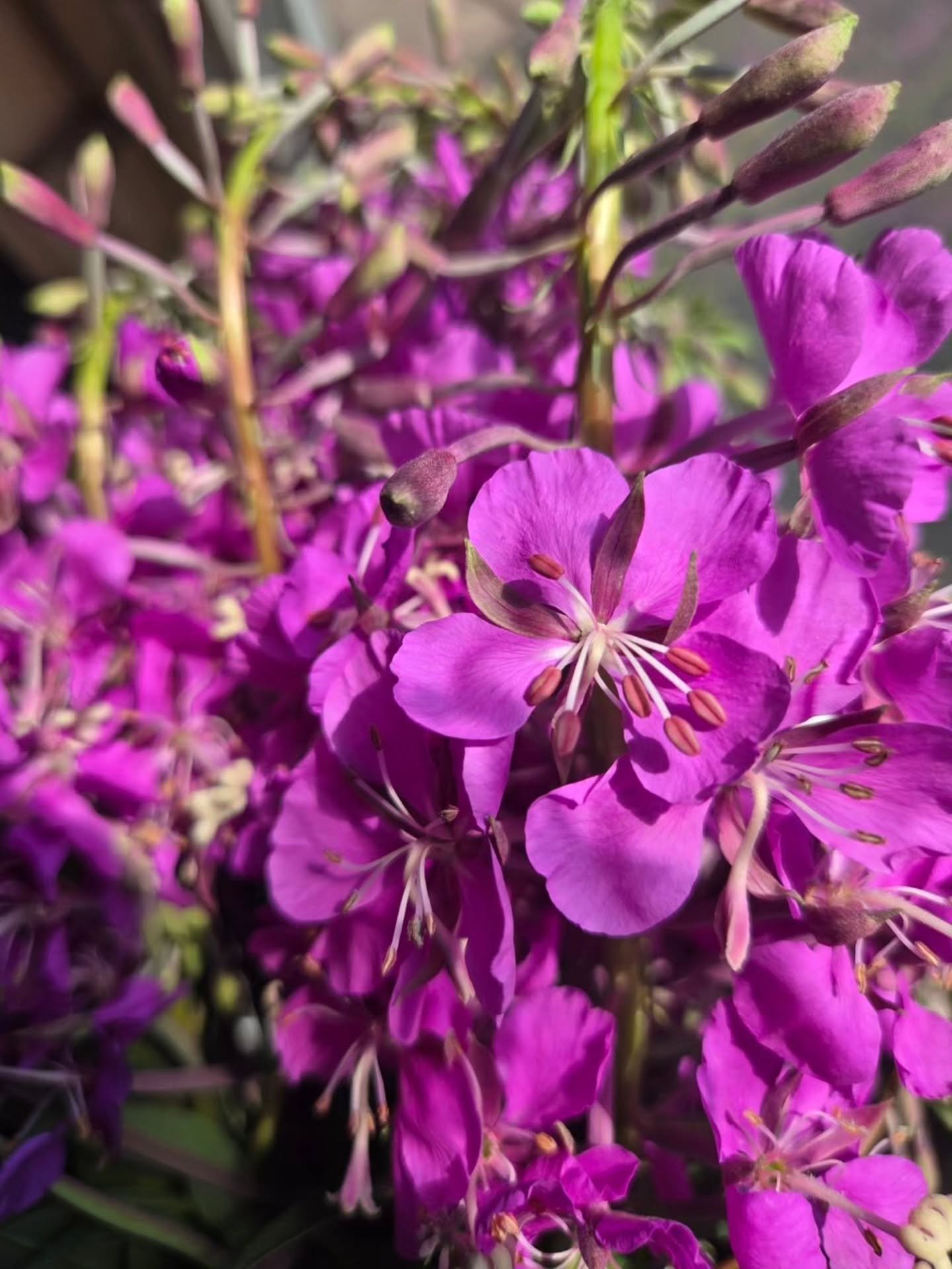 I feel like fireweed is one of those plants that doesn&rsquo;t get talked about enough.

Around here, it just shows up..
on the sides of roads, in open fields, after the land&rsquo;s been disturbed 🔥
like it&rsquo;s quietly helping everything come b