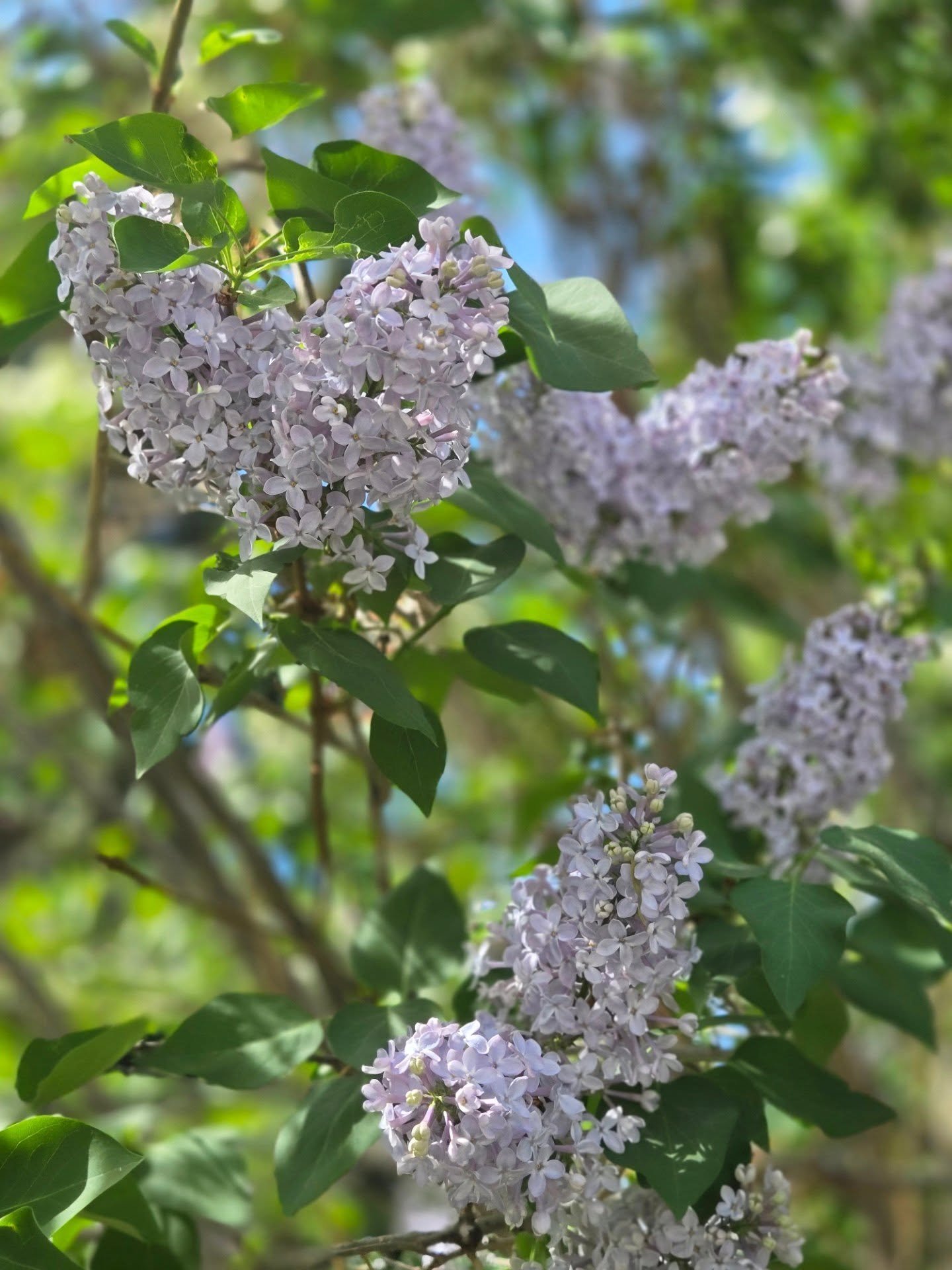 It's almost lilac sugar time again! 💜

Did you try my lilac sugar from last season? Let me know what your thoughts were and how you used it! 👇

#lilacsugar #lilacseason #prairierootsbotanical #bloom