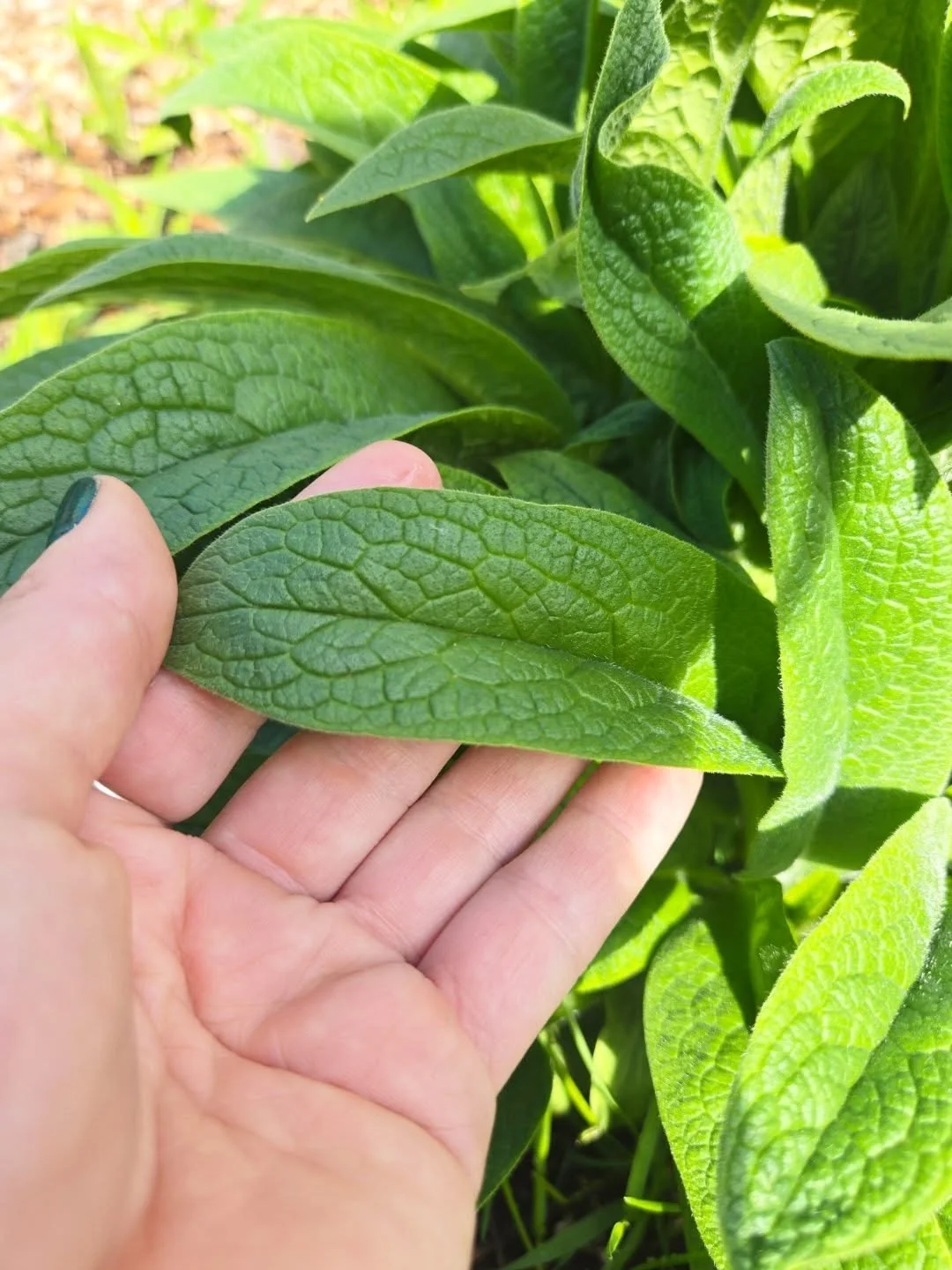 This comfrey plant has contributed to so many products, garden beds, compost piles, and learning opportunities over the years... and it has me wondering:

What would you like to see more of from Prairie Roots Botanical? 🌿

One of my favourite parts 