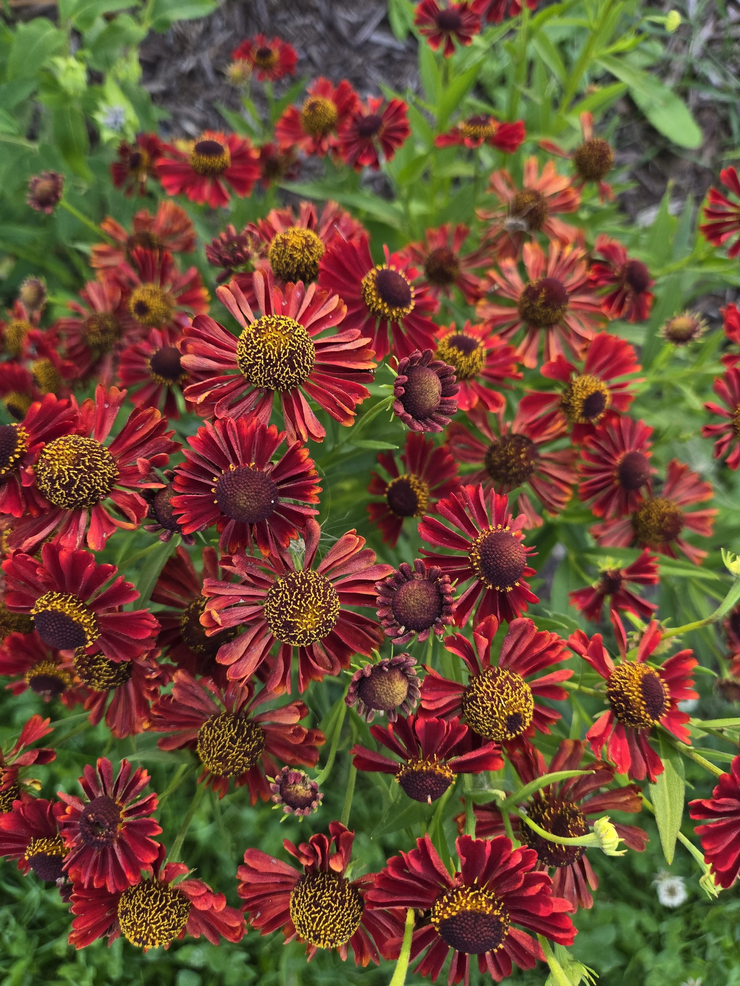 Prairie Roots Seed Collection