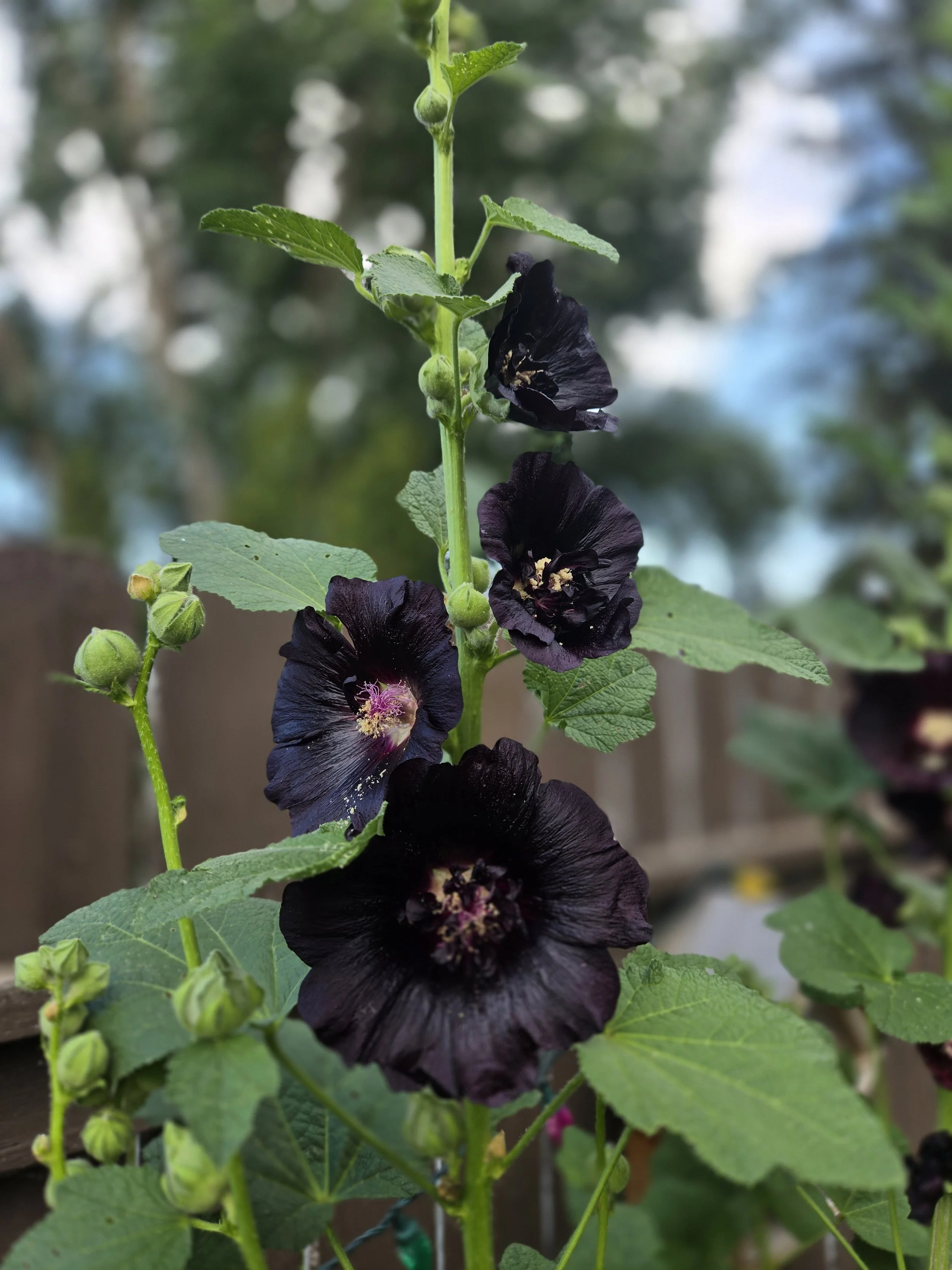Prairie Roots Seed Collection