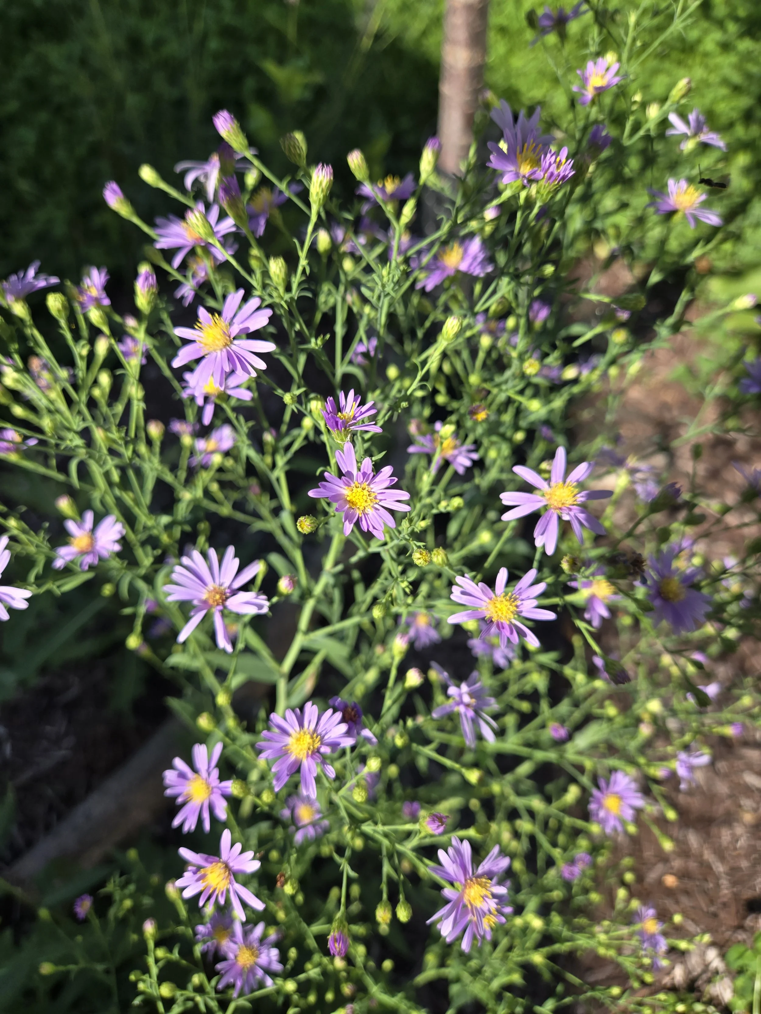 Prairie Roots Seed Collection