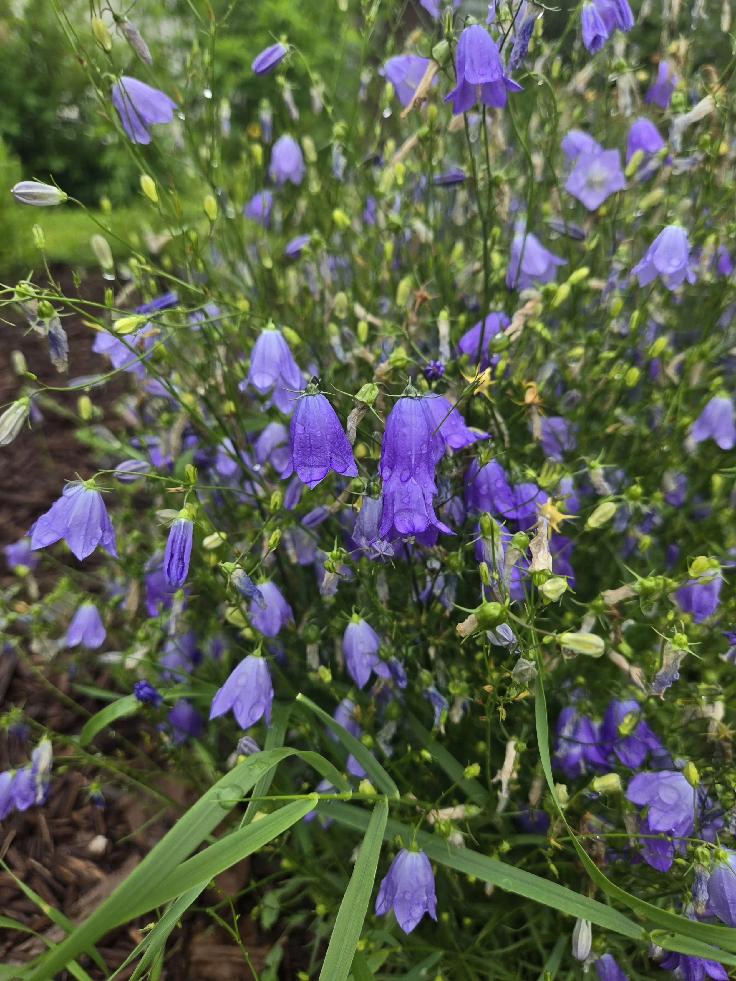 Prairie Roots Seed Collection