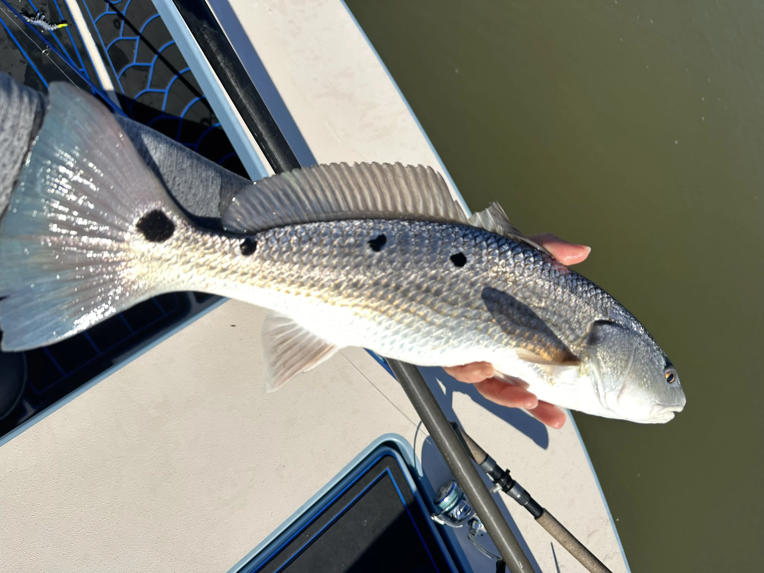 Person holding a fish on a boat with water in the background.