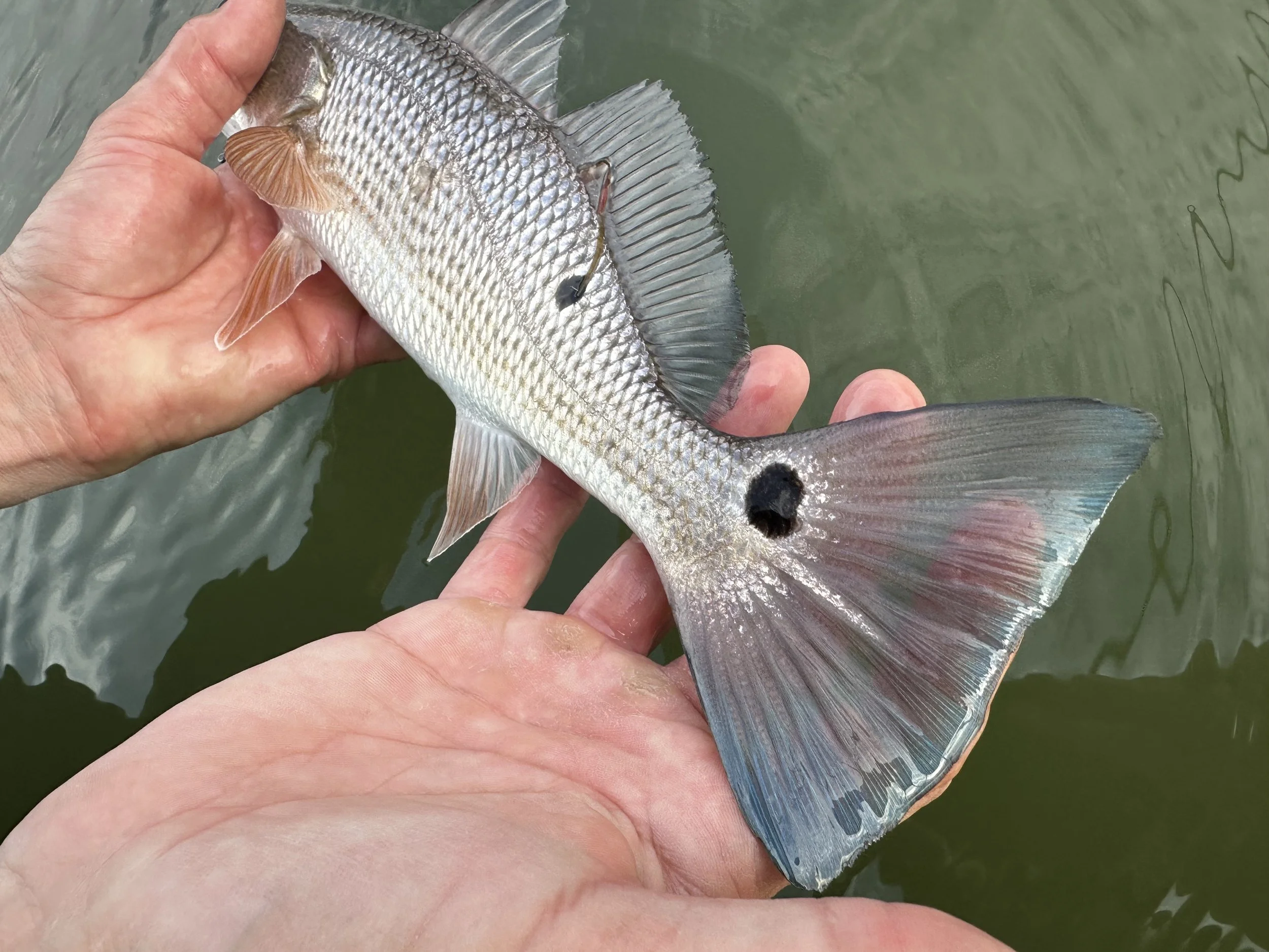 Person holding a fish with two black spots on its body, in water.