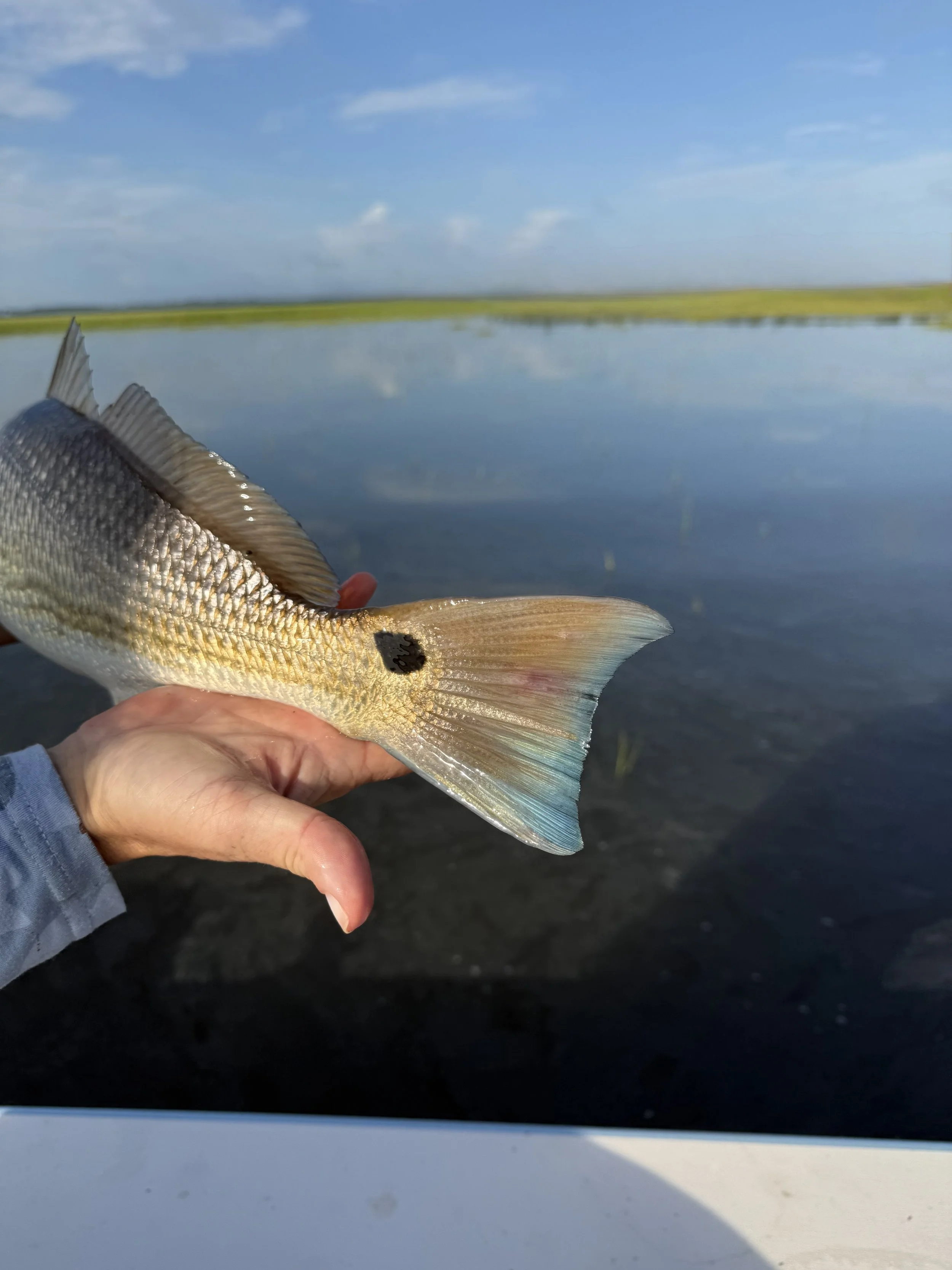 A person holding a fish with a body of water and a blue sky with clouds in the background.