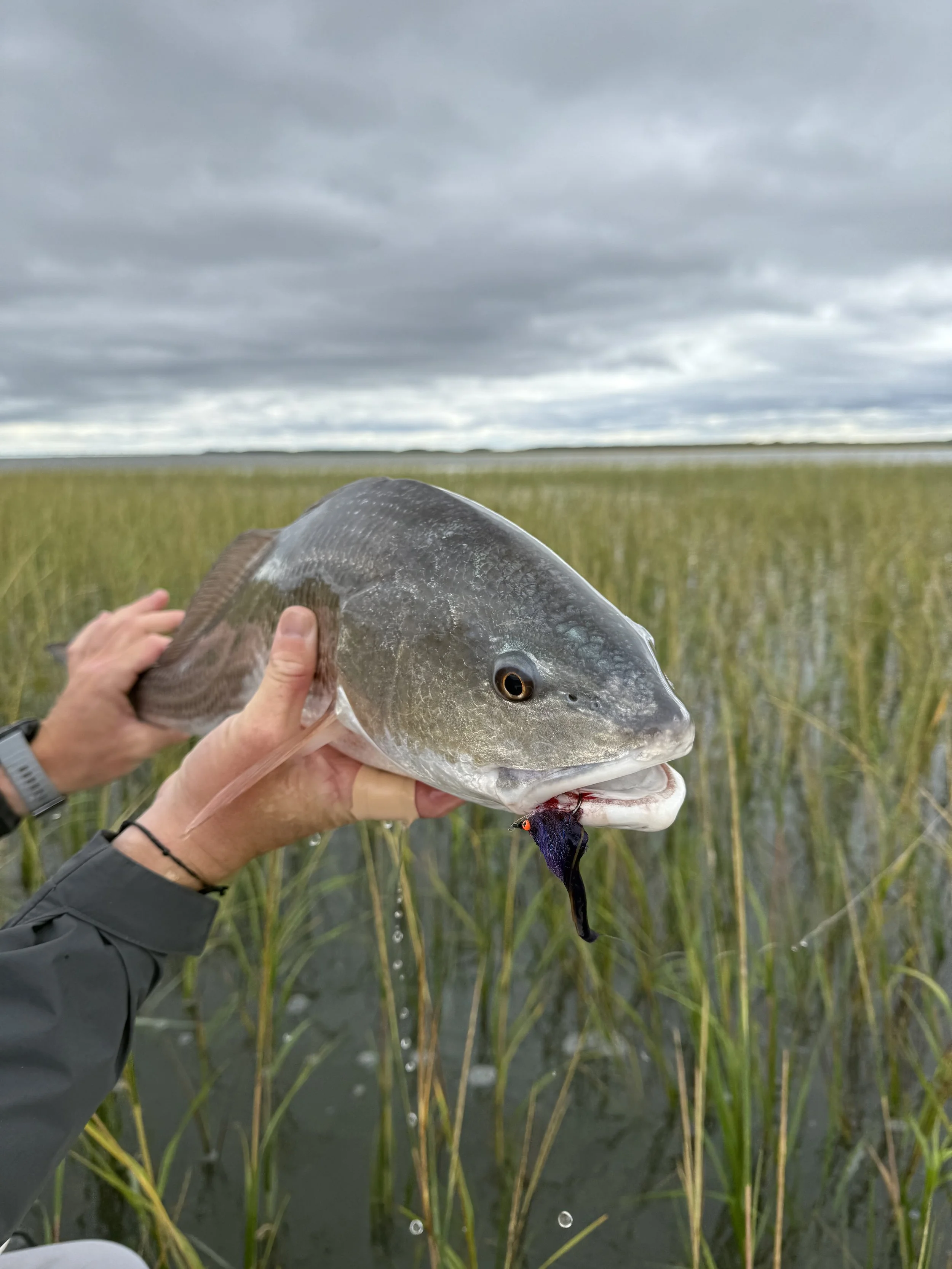 Person holding a large fish with a lure in its mouth in a marshy area with tall grass and overcast sky.