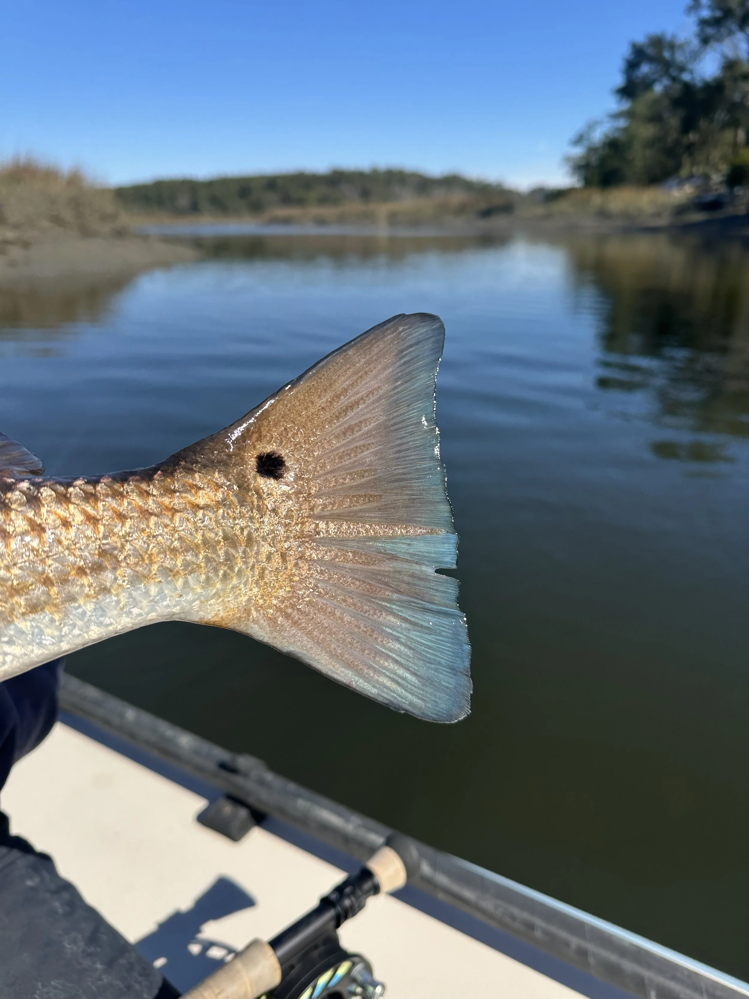 A fish with a fan-shaped tail fin is being held in front of a river landscape with blue sky and trees.