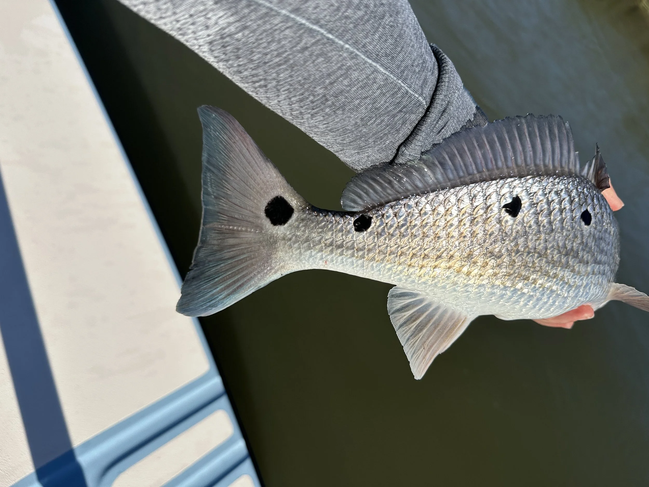 A person holding a fish with black spots near its tail and body, with a school of fish in the background water.