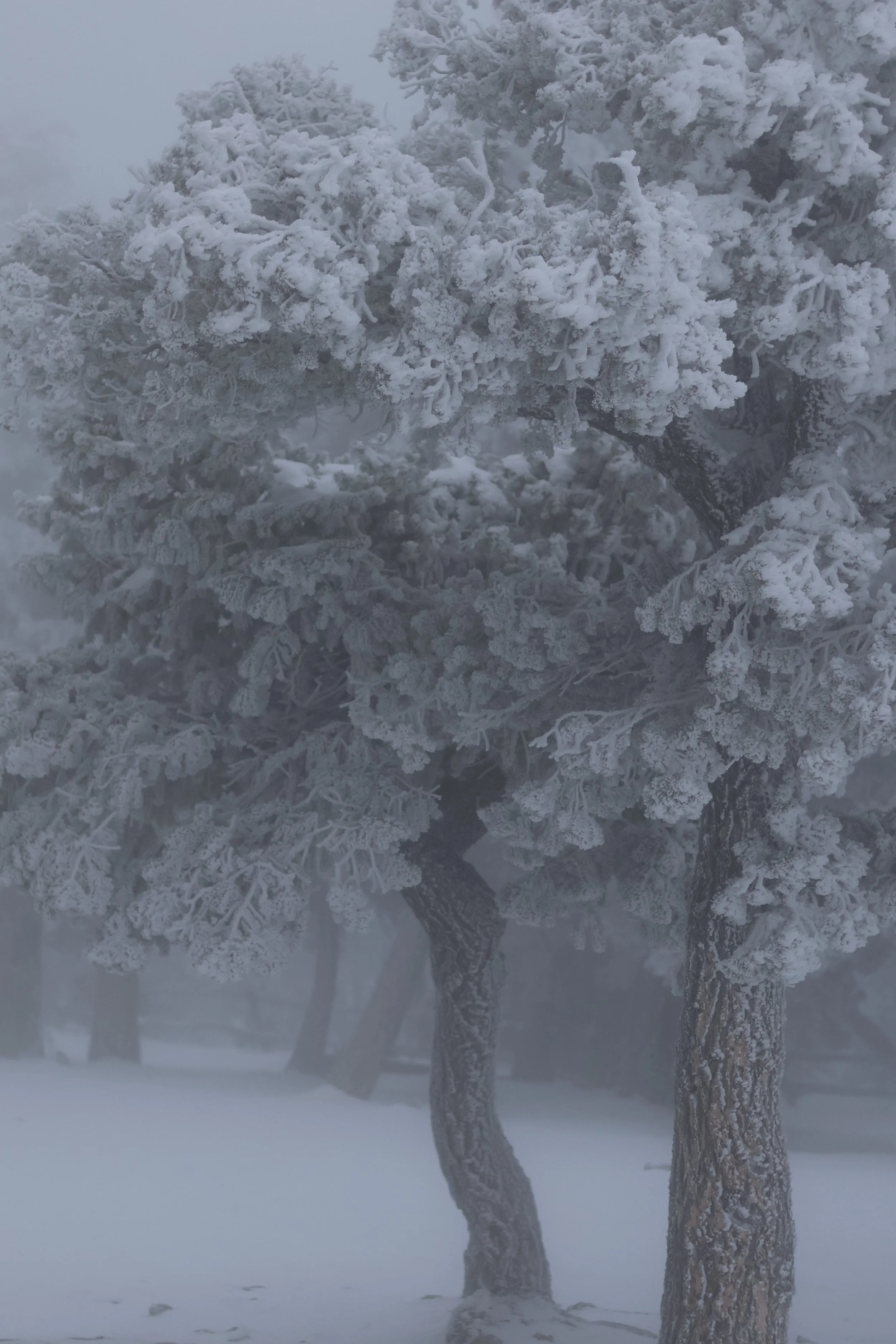 Frosted Pines