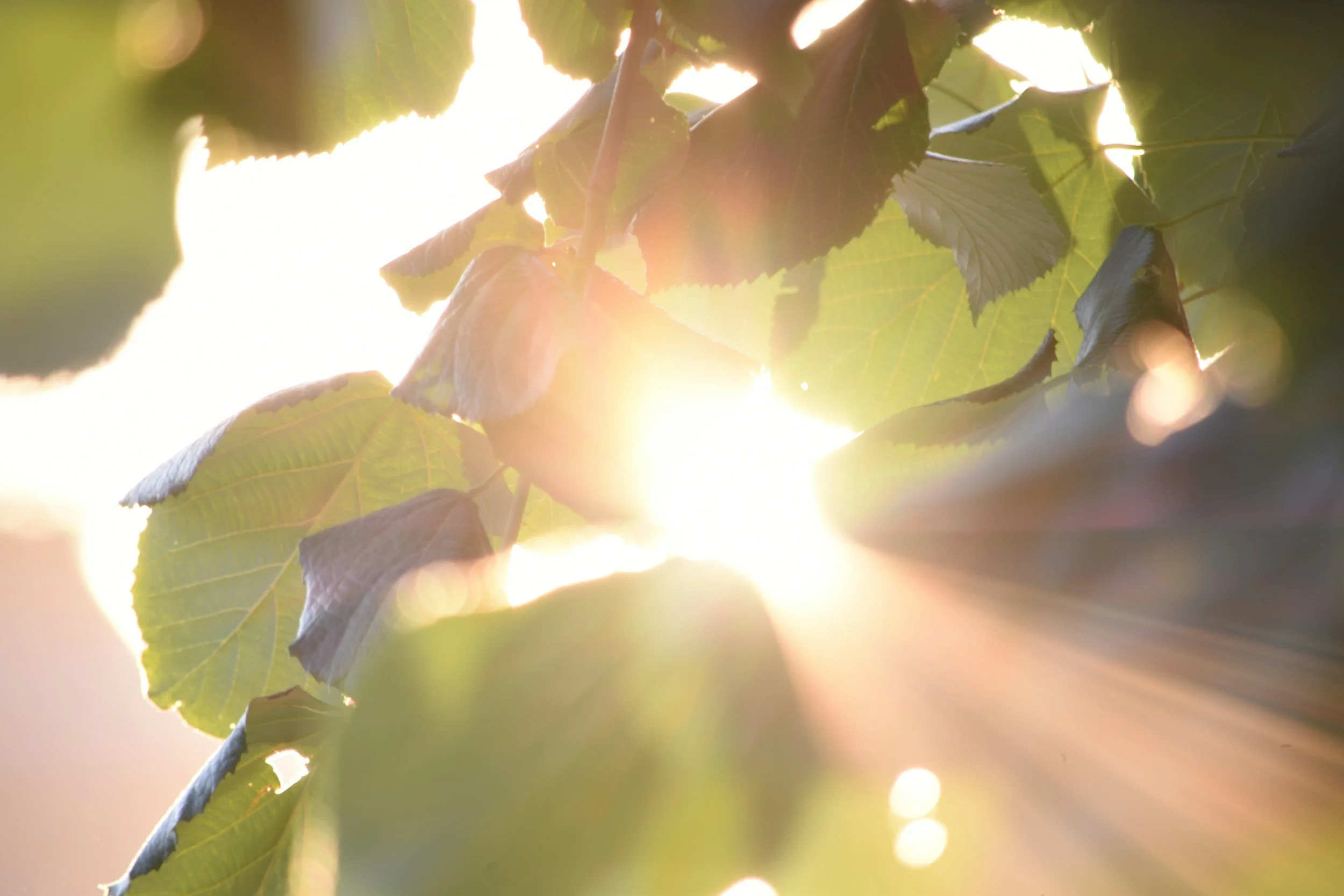 Sunlight shining through the leaves of a plant, creating a bright and warm glow.