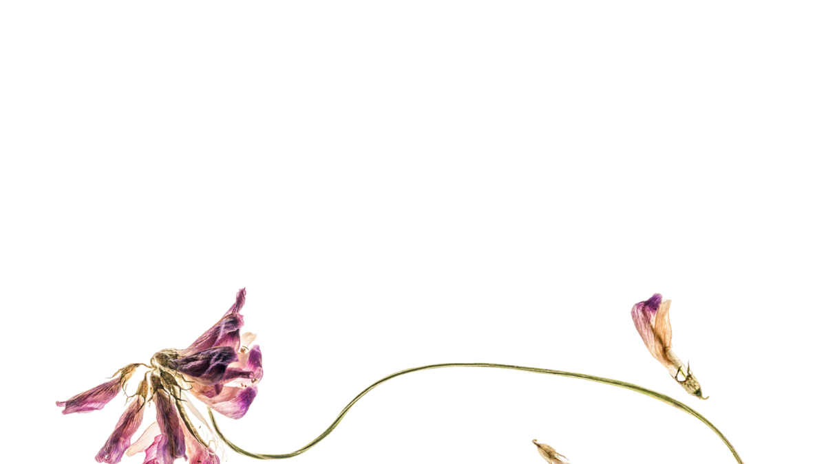 A flower gently swaying in the wind.