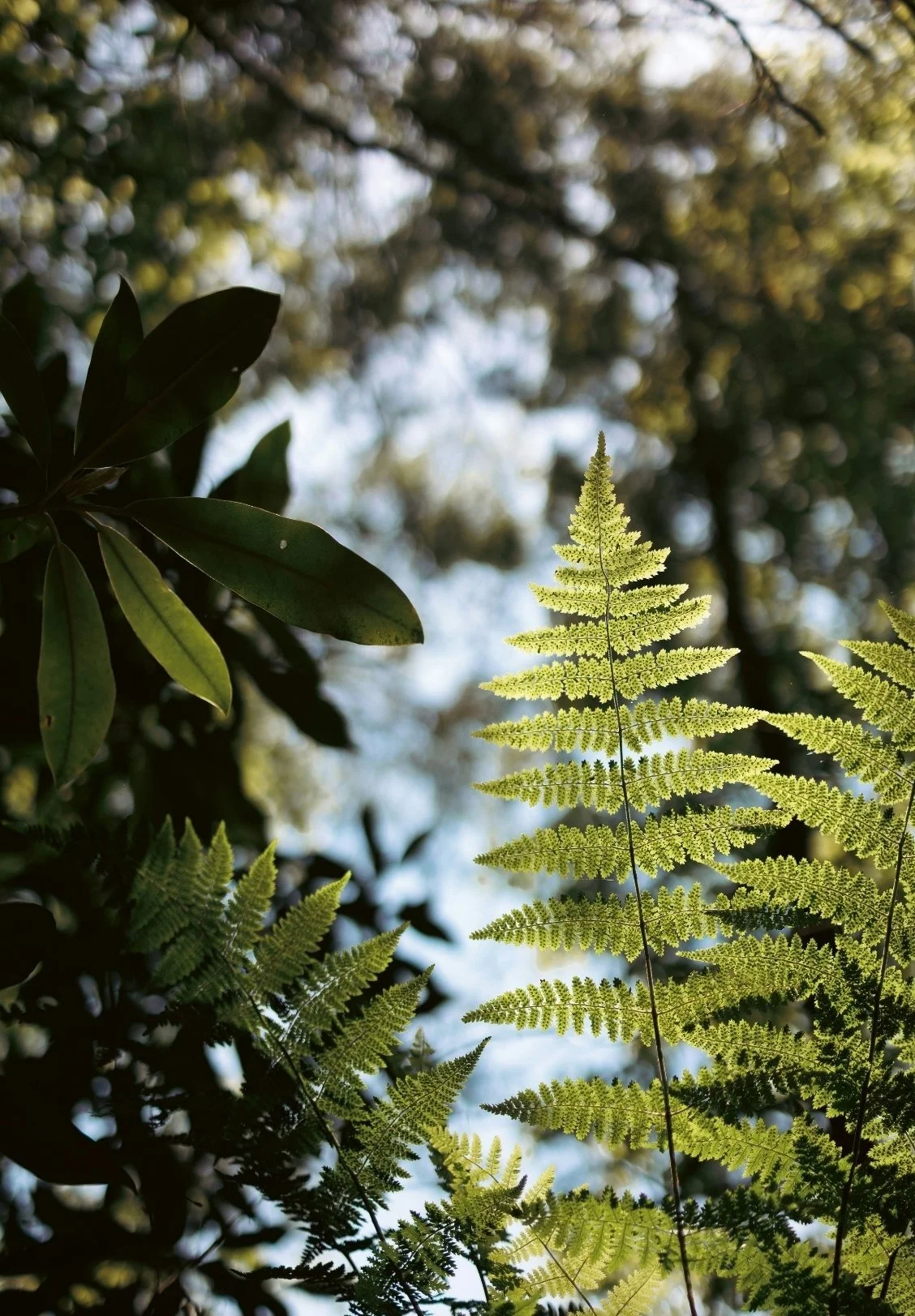 Kirsten - Images (2).jpg