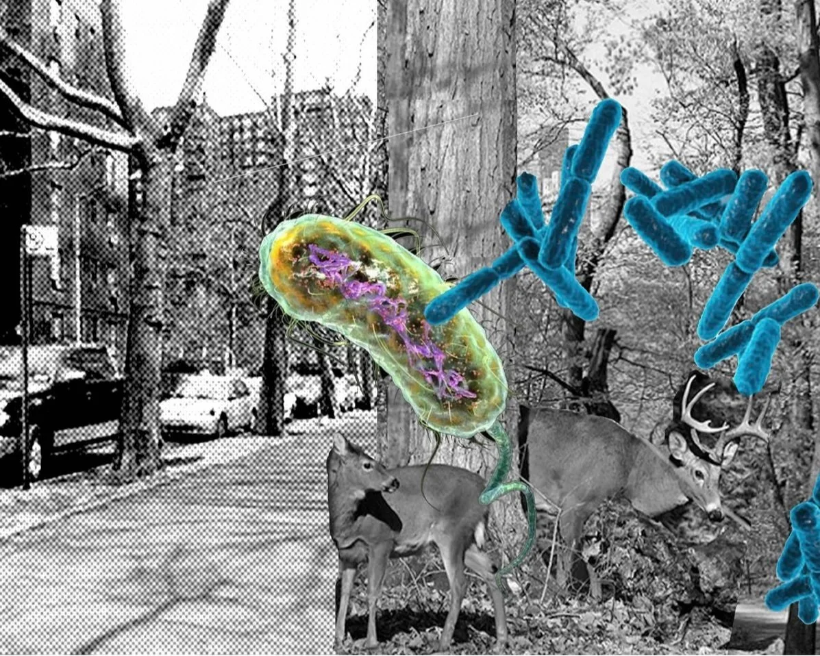 A black-and-white photo of a city street with trees and parked cars, overlaid with colorful, digitally added bacteria and a deer in the foreground.