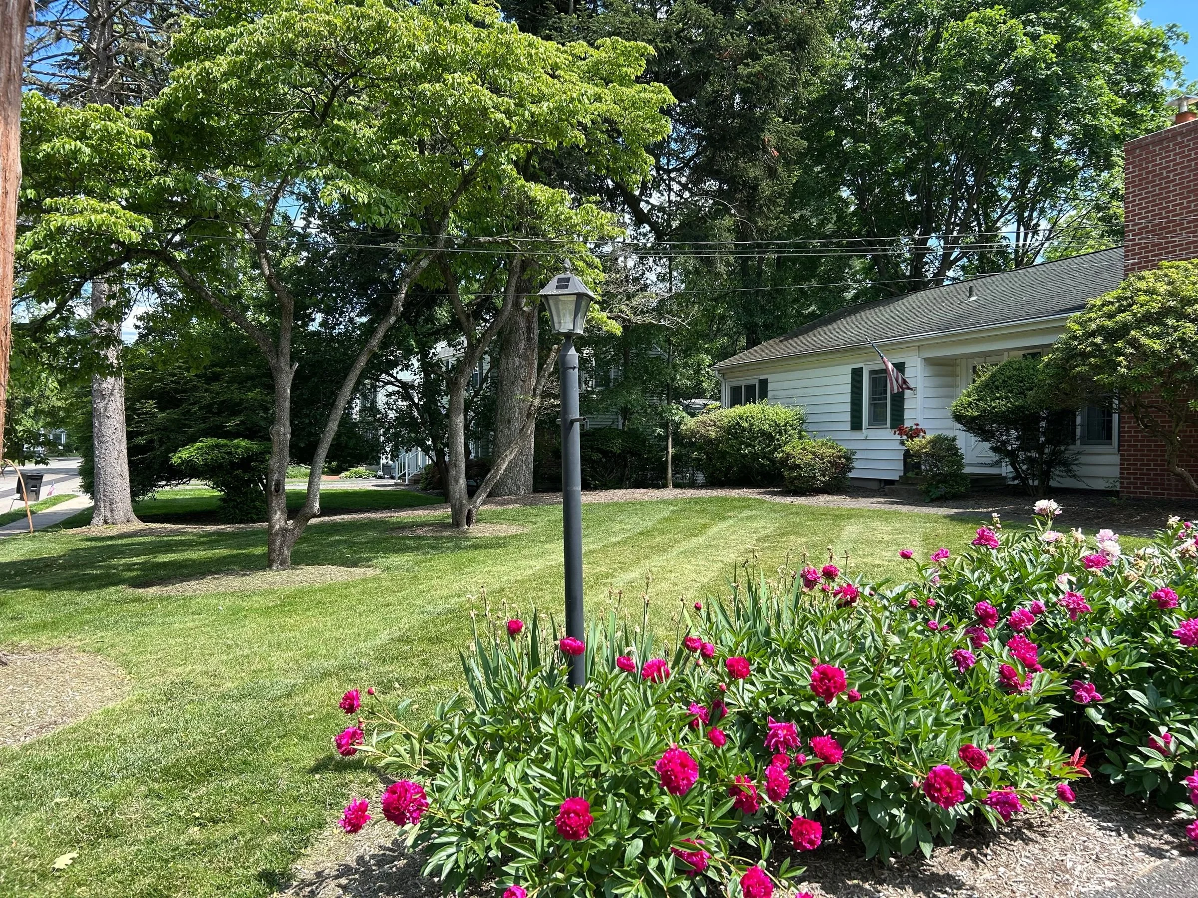 A well-maintained front yard of a suburban house with blooming pink flowers in the garden, green grass, trees, a white house with a flag, and a lamp post under a sunny sky.