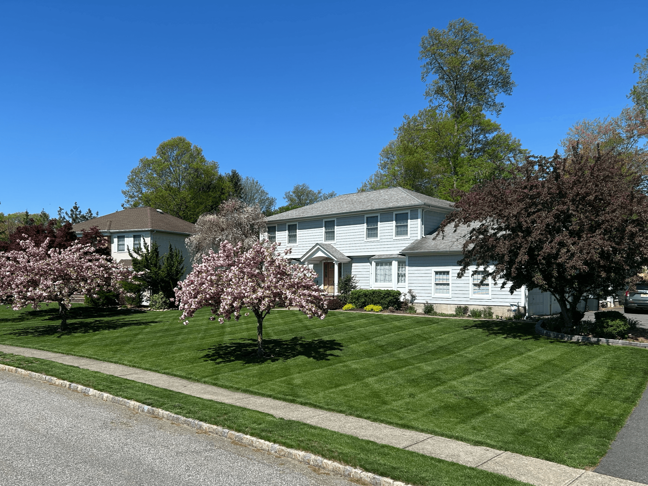A suburban house with a well-maintained lawn, pink and dark purple flowering trees, tall green trees in the background, and a clear blue sky.
