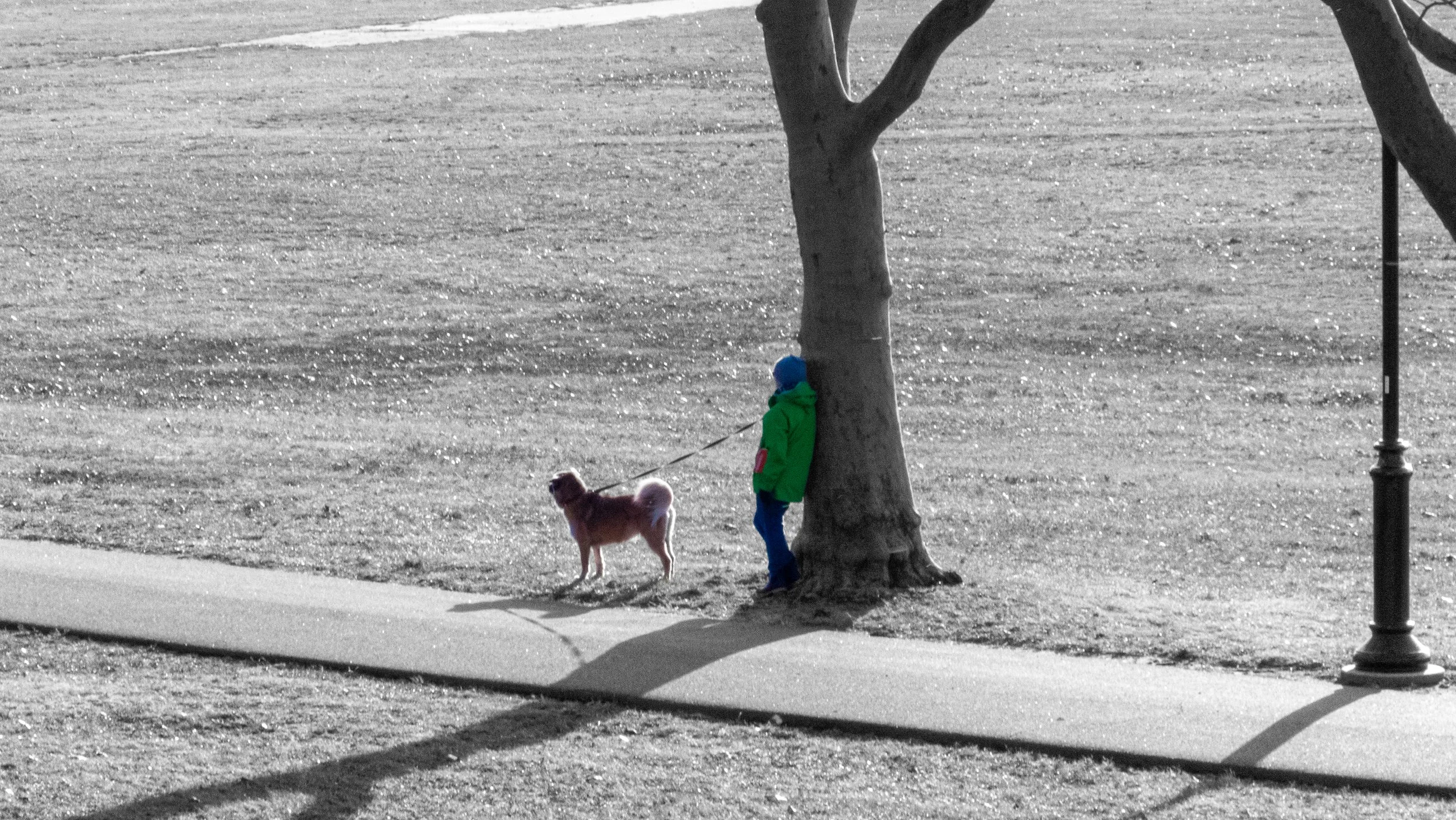 A boy in a blue hat and a bright green jacket walking with a small brown dog on a leash. The boy is leaning against a tree on a sidewalk in an open area with a grass field and a lamppost nearby.