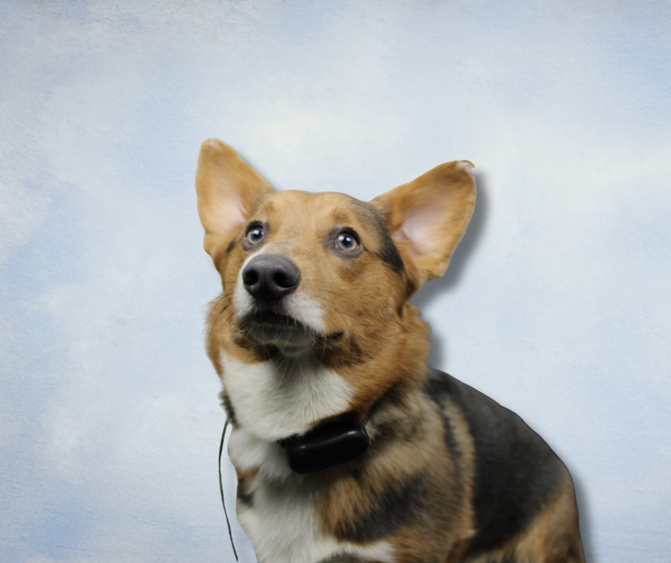 A mixed breed dog with large ears, wearing a collar with a tag and a headset, looking upwards against a light blue background.