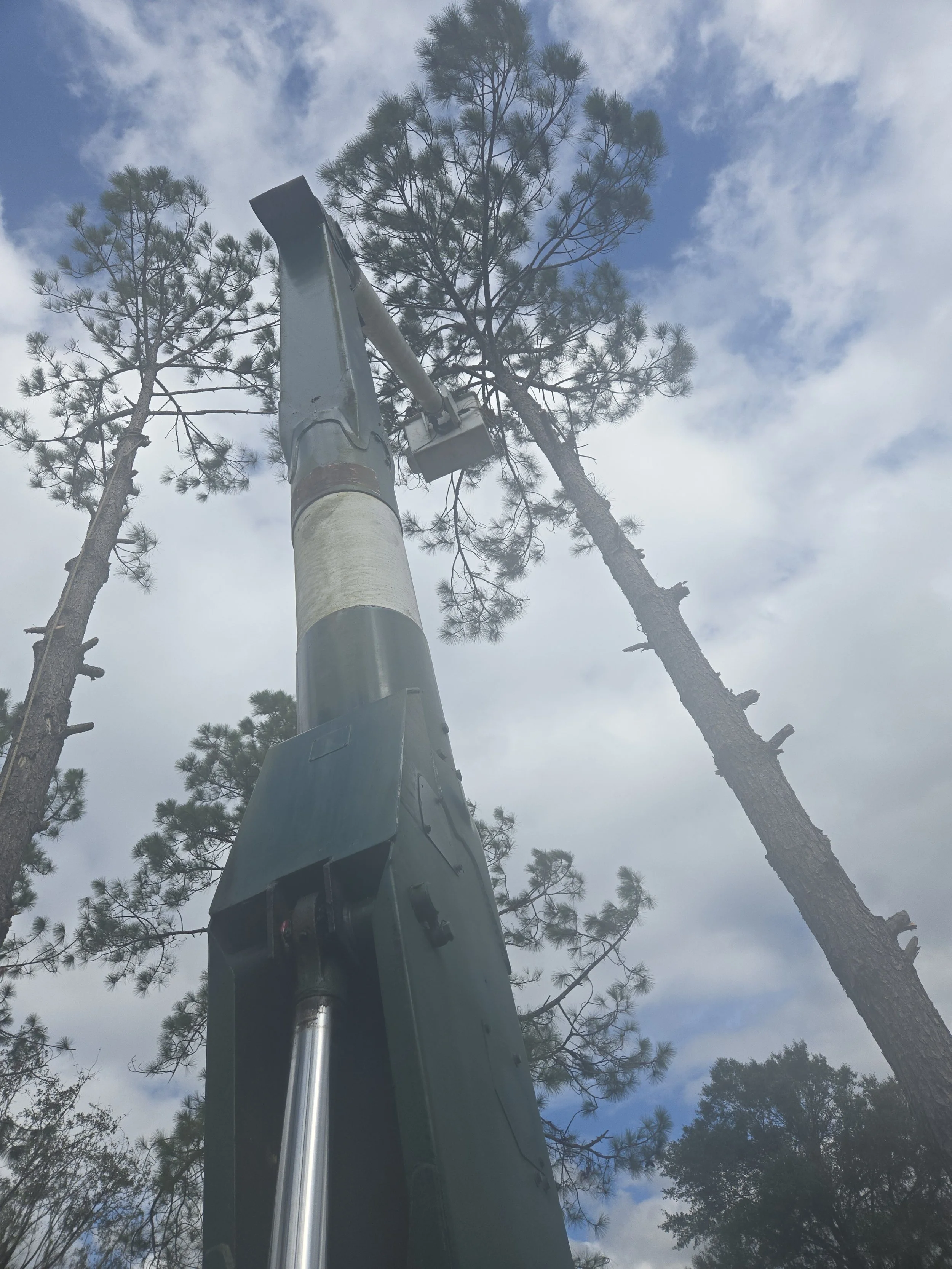 A utility pole with a mounted streetlight and two tall pine trees against a partly cloudy sky.