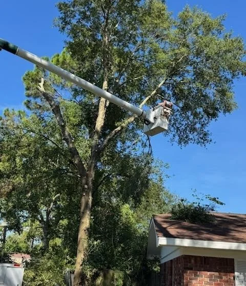 A worker in a bucket lift trimming a tall tree next to a house on a sunny day.