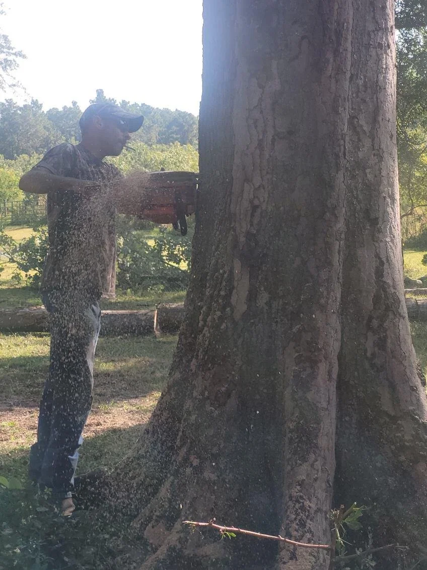 A man is using a chainsaw to cut down a large tree outdoors during daytime. The man is wearing sunglasses, a cap, and a dark shirt. Sawdust is flying from the tree trunk as the chainsaw cuts into it.