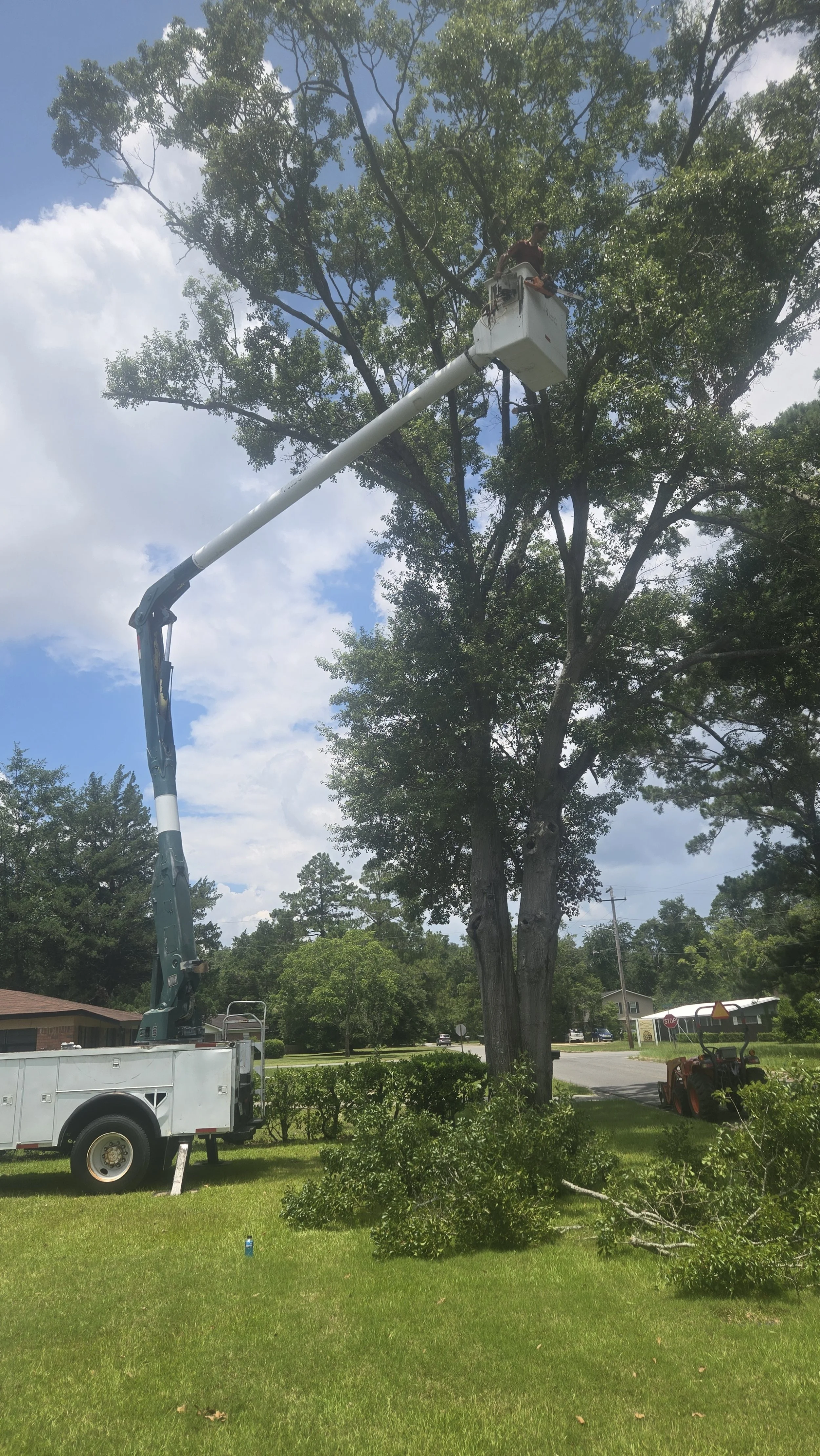Tree trimming worker operating a bucket truck to prune branches from a tall tree in a suburban neighborhood.