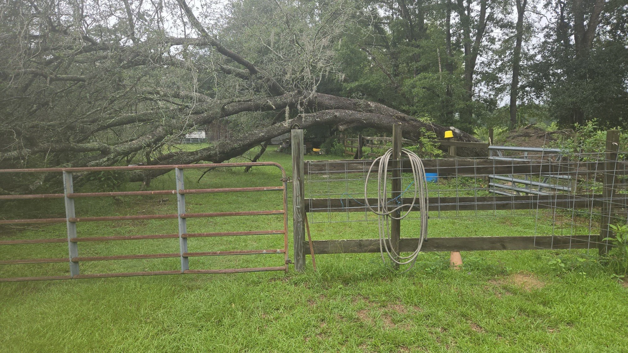 A fallen large tree across a fenced yard, with a metal gate and various outdoor items like hoses and metal frames scattered around.