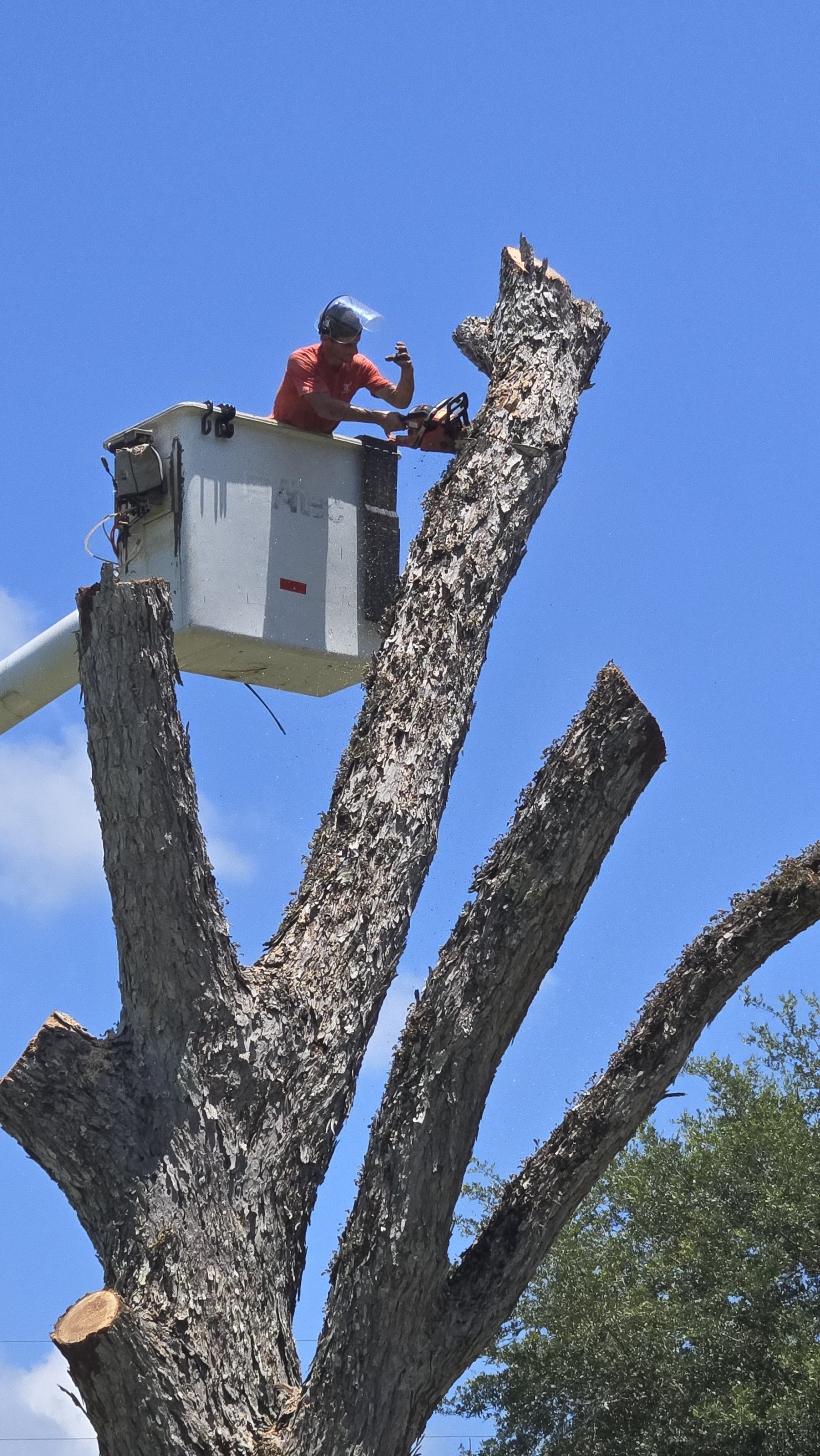 A person in a cherry picker trimming a tall tree with a chainsaw.