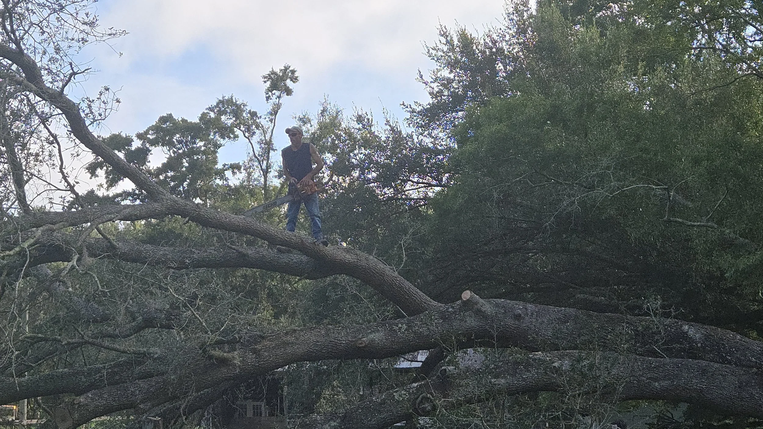 A person cutting a large fallen tree branch among dense trees that has fallen due to a bad storm.