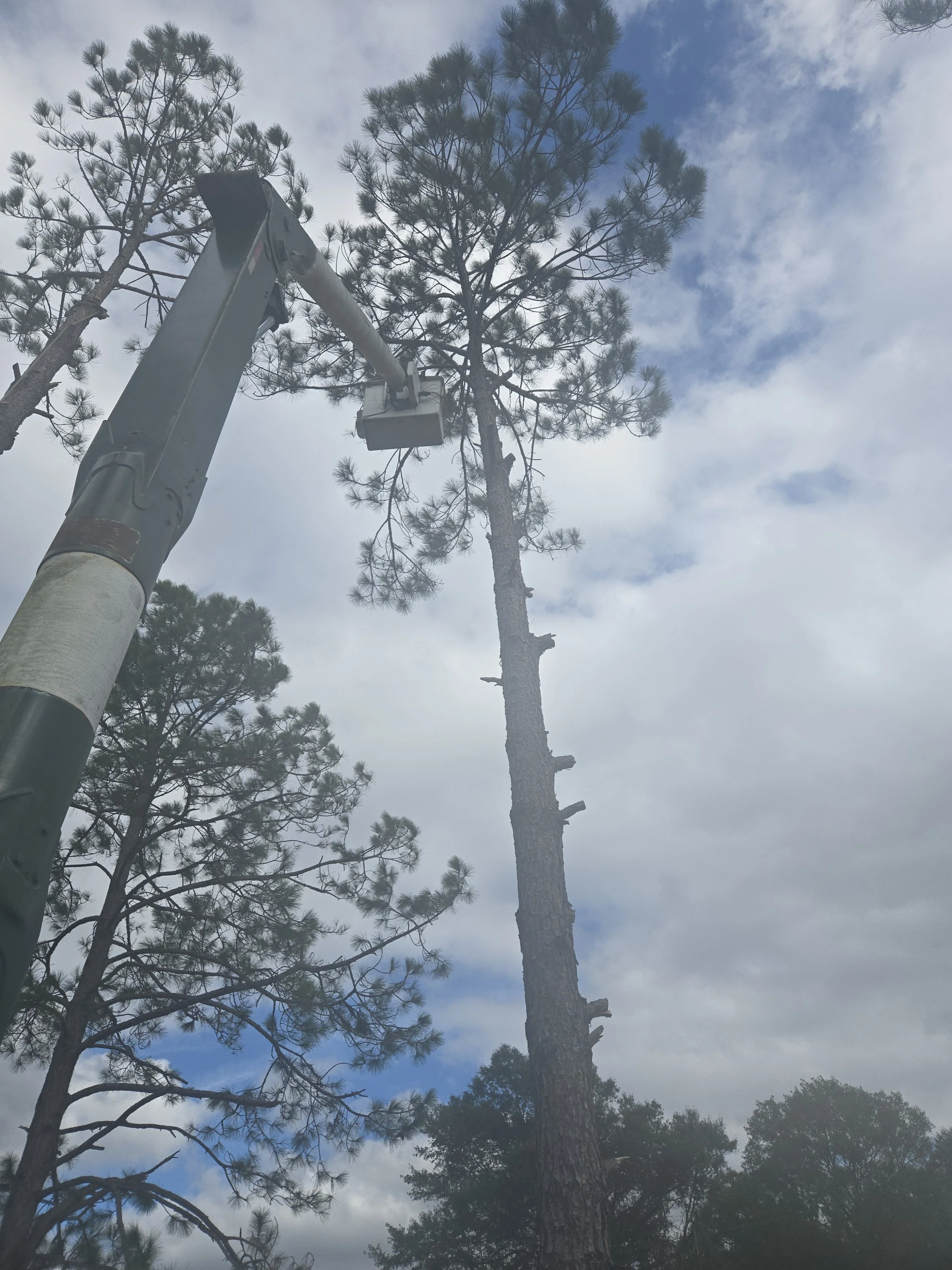 A tall, thin pine tree being trimmed or cut with a crane lift, with clouds and other trees in the background.