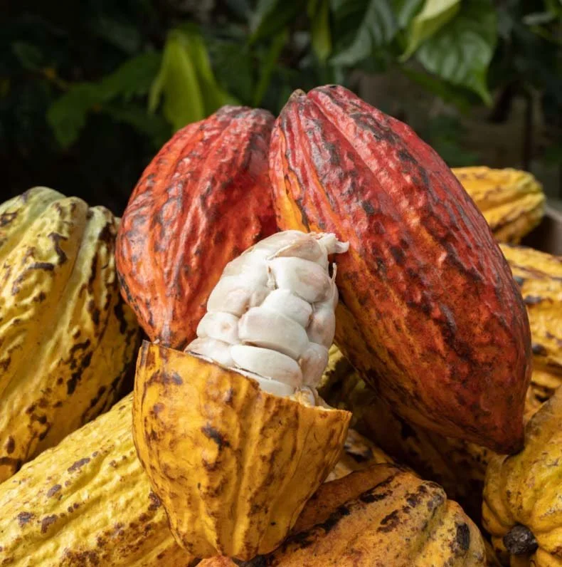 A collection of vibrant cacao pods, including one opened to reveal white cocoa beans inside.