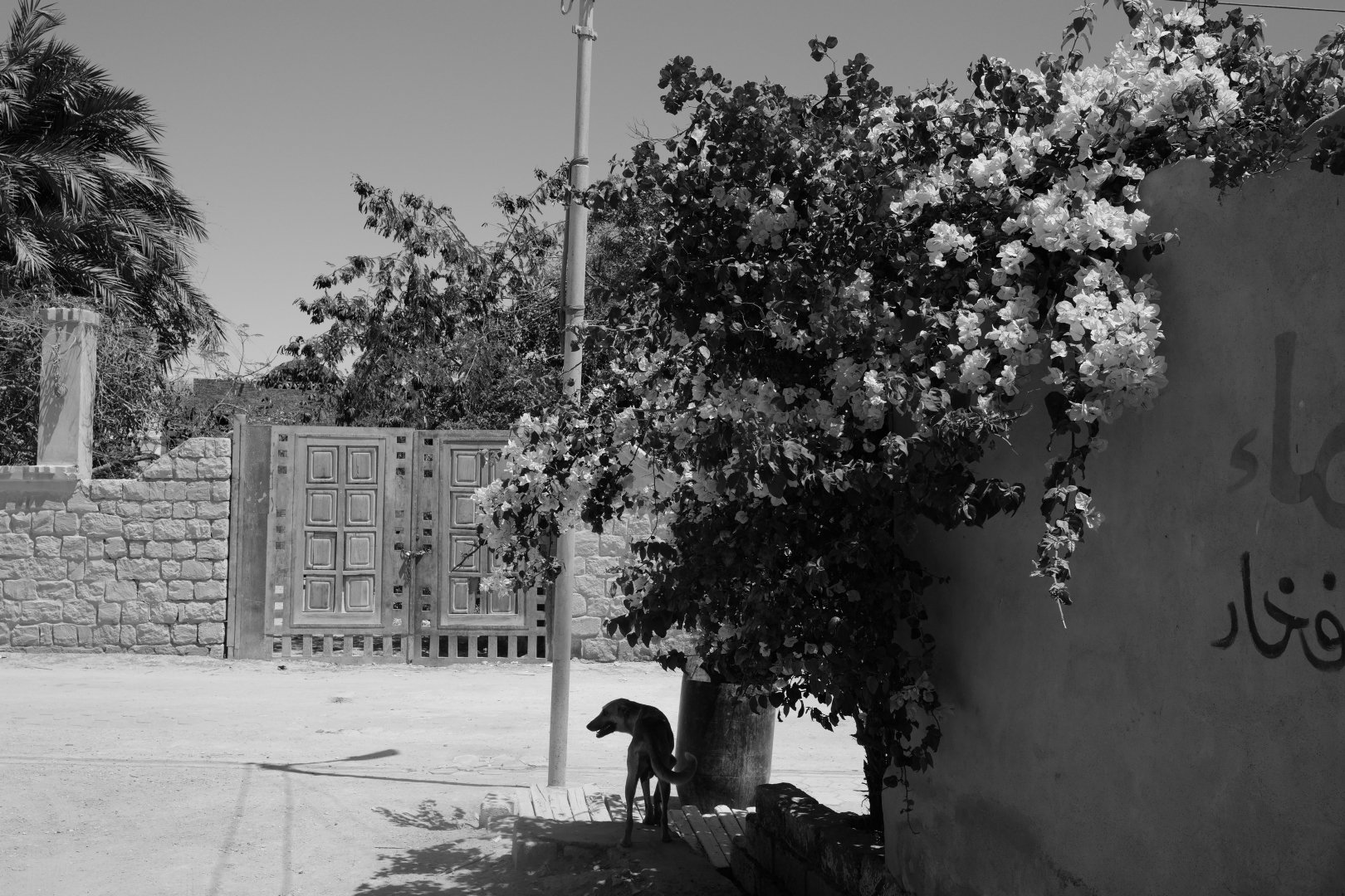 preview_DL01060171 copy.JPG