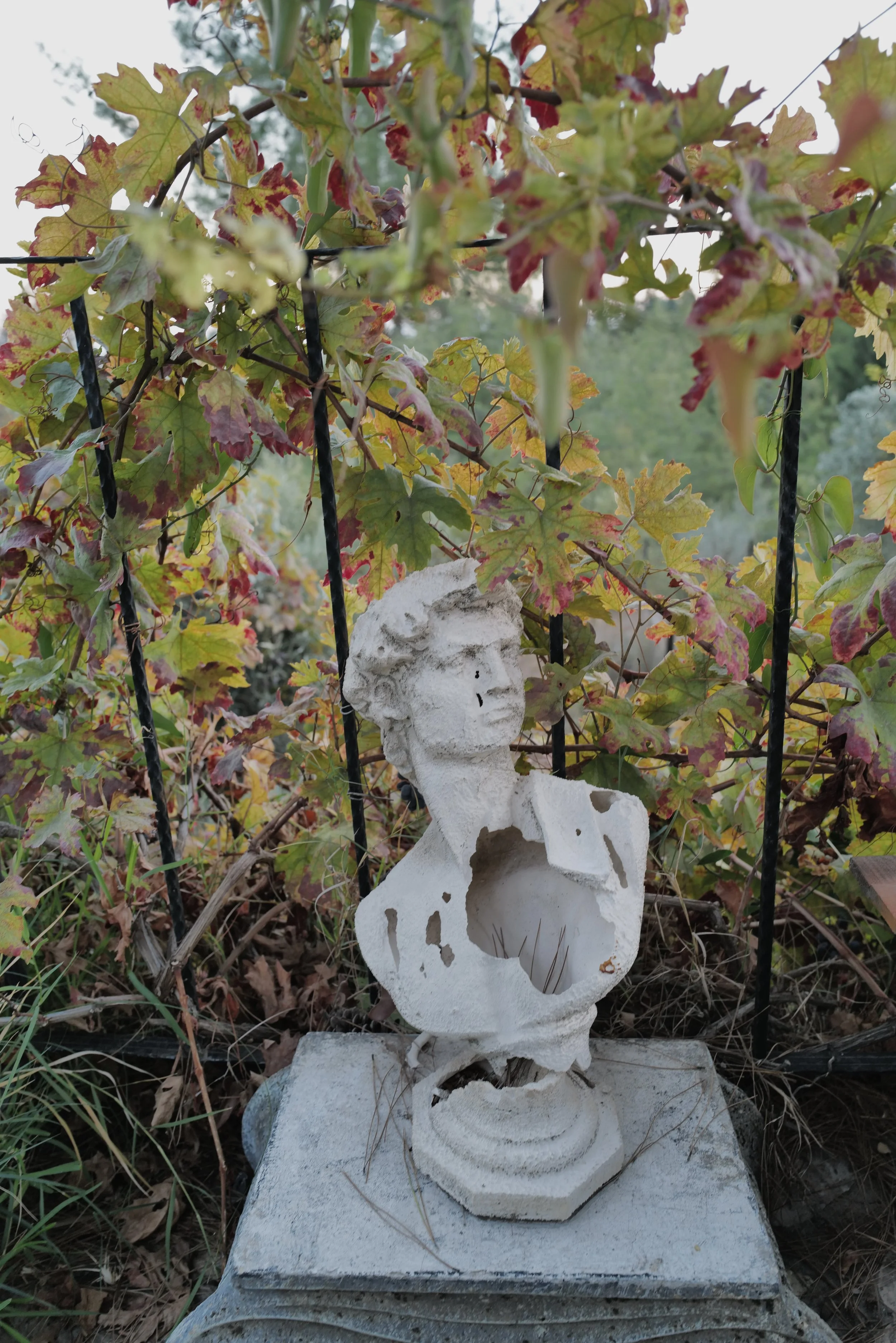 The Turkish Wine Odyssey      From Troy to the Aegean