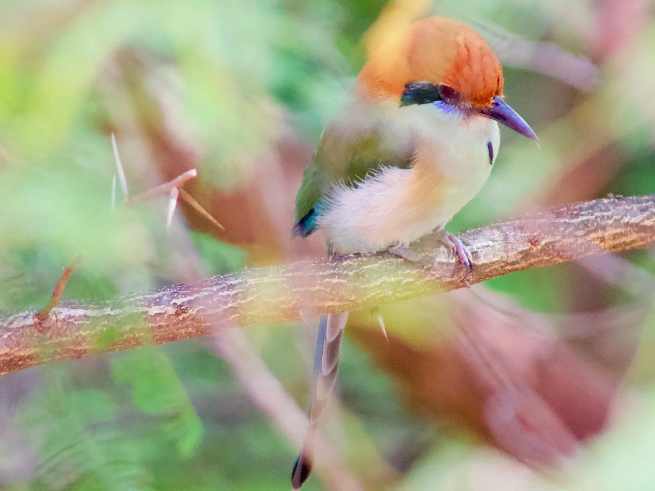 Un pequeño loro de colores vibrantes, con cabeza anaranjada, cuerpo verde y pico negro, sentado en una rama delgada en un entorno natural con hojas verdes difusas.