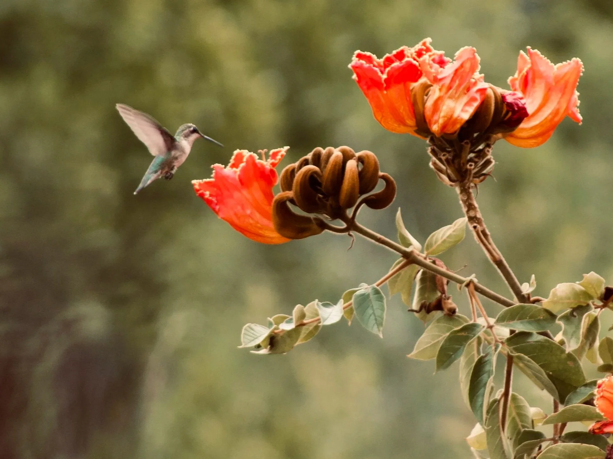 Un colibrí de color verde y marrón volando cerca de flores de color naranja con hojas verdes.
