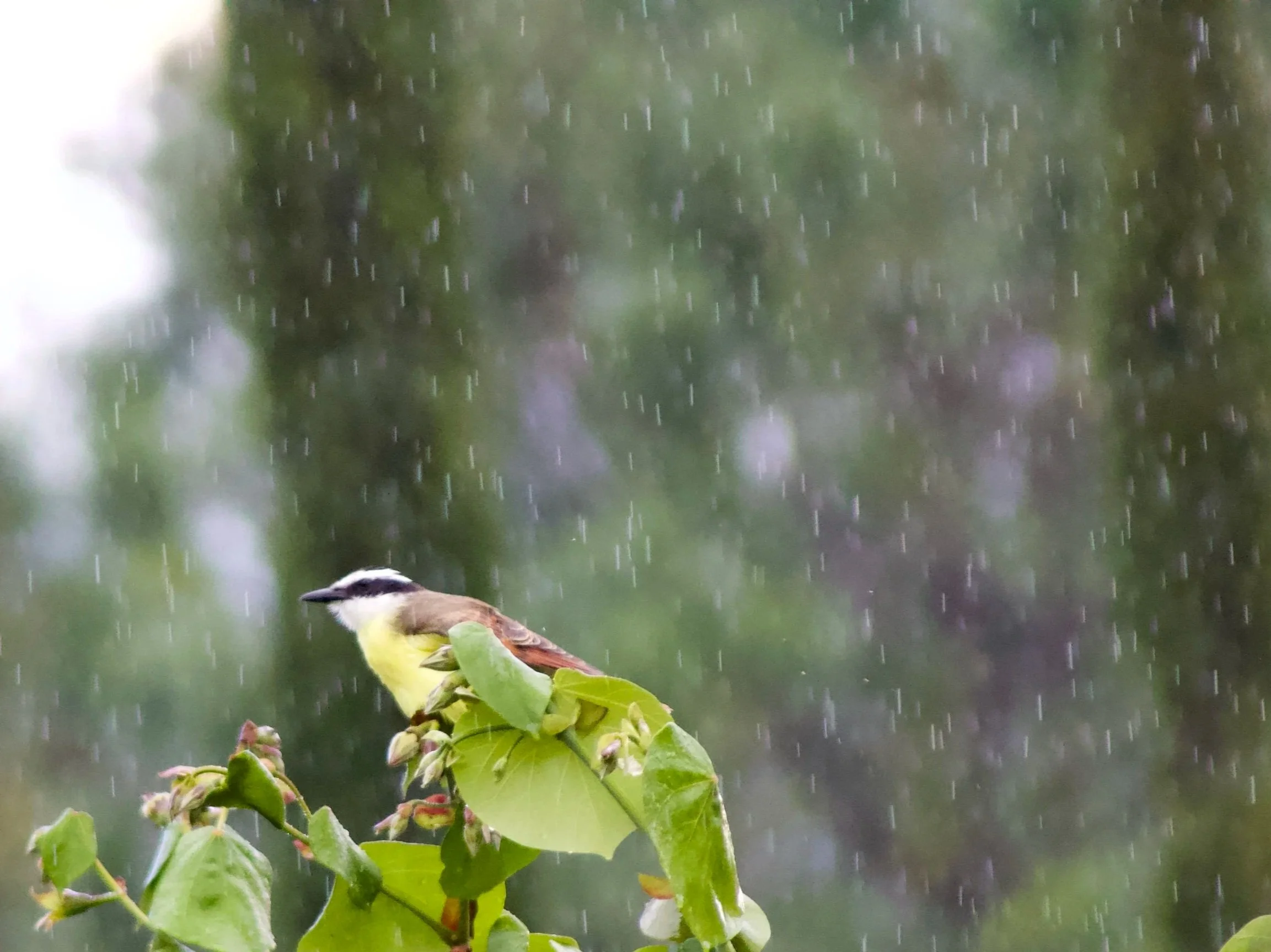 Un pequeño pájaro, con una banda negra en la cabeza y alas marrón, posado sobre hojas verdes, con lluvia cayendo en un fondo borroso de árboles.