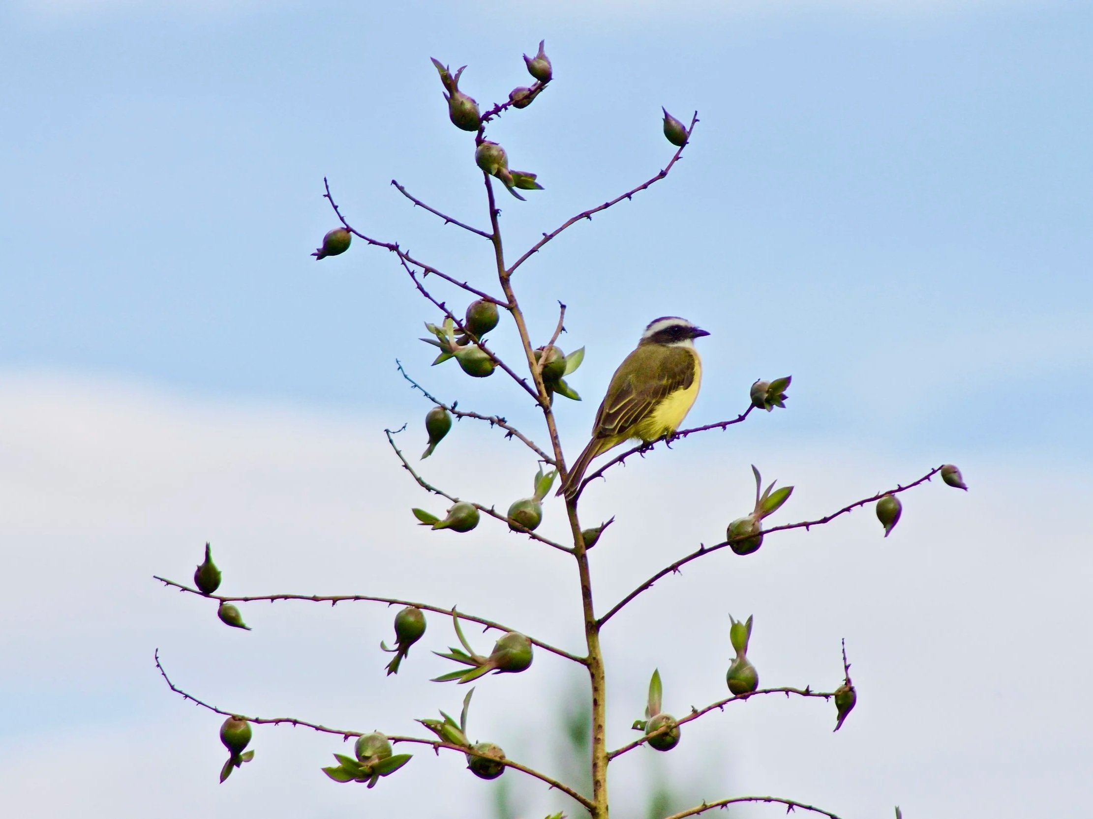 Un llame en un árbol con ramitas y pequeñas frutas, con un pájaro posado en una de las ramas, cielo azul de fondo.