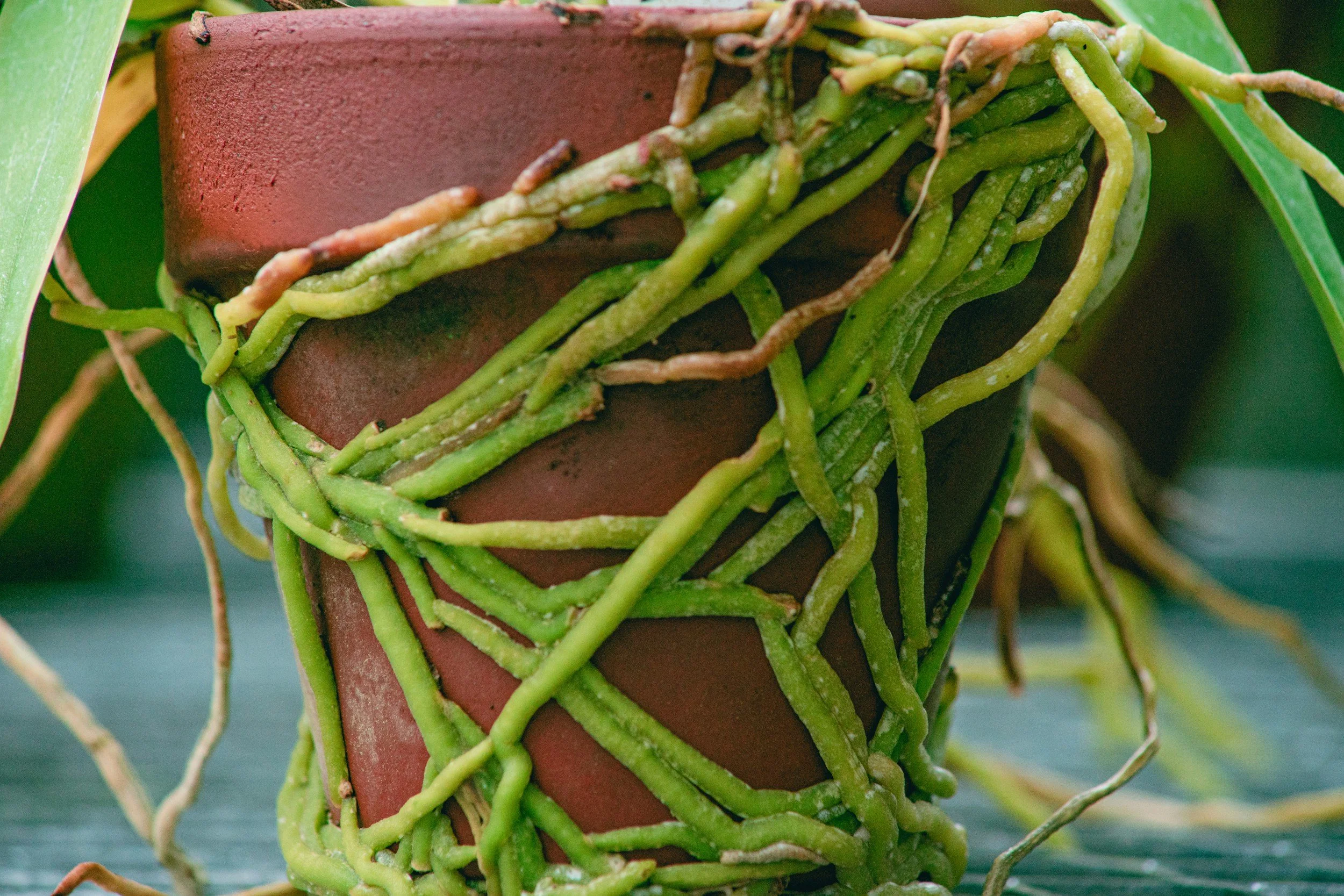 Close-up of a terracotta pot with intertwined green and brown vines growing around it.